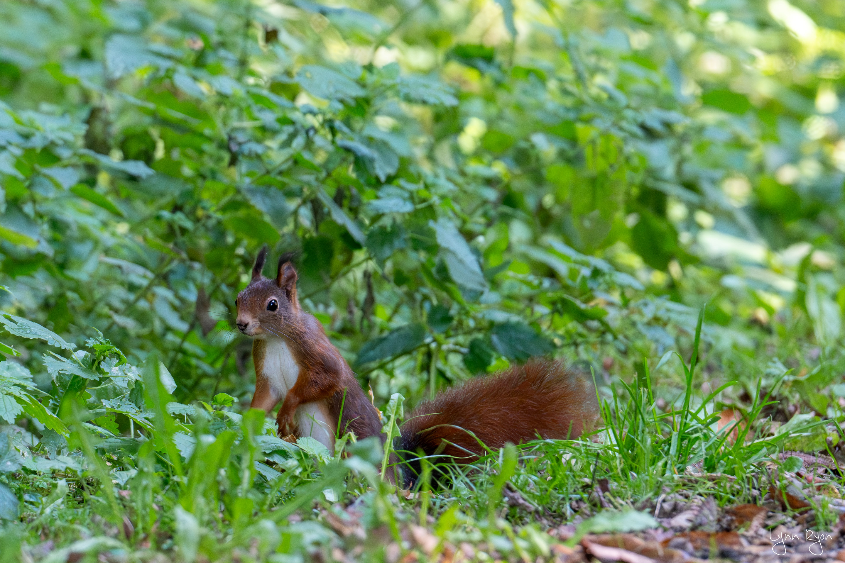 TL8 3674 Enhanced NR