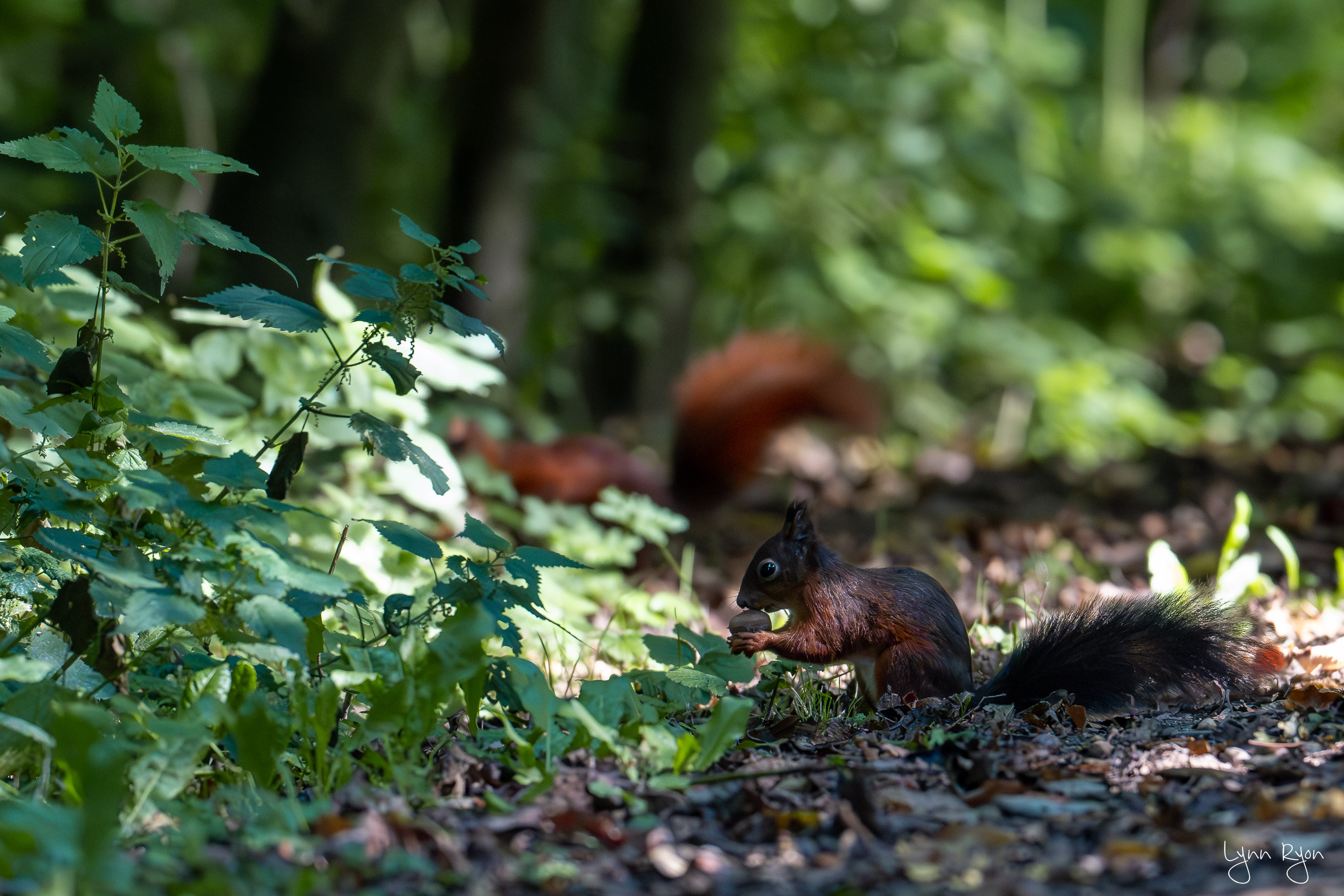 TL8 3693 Enhanced NR