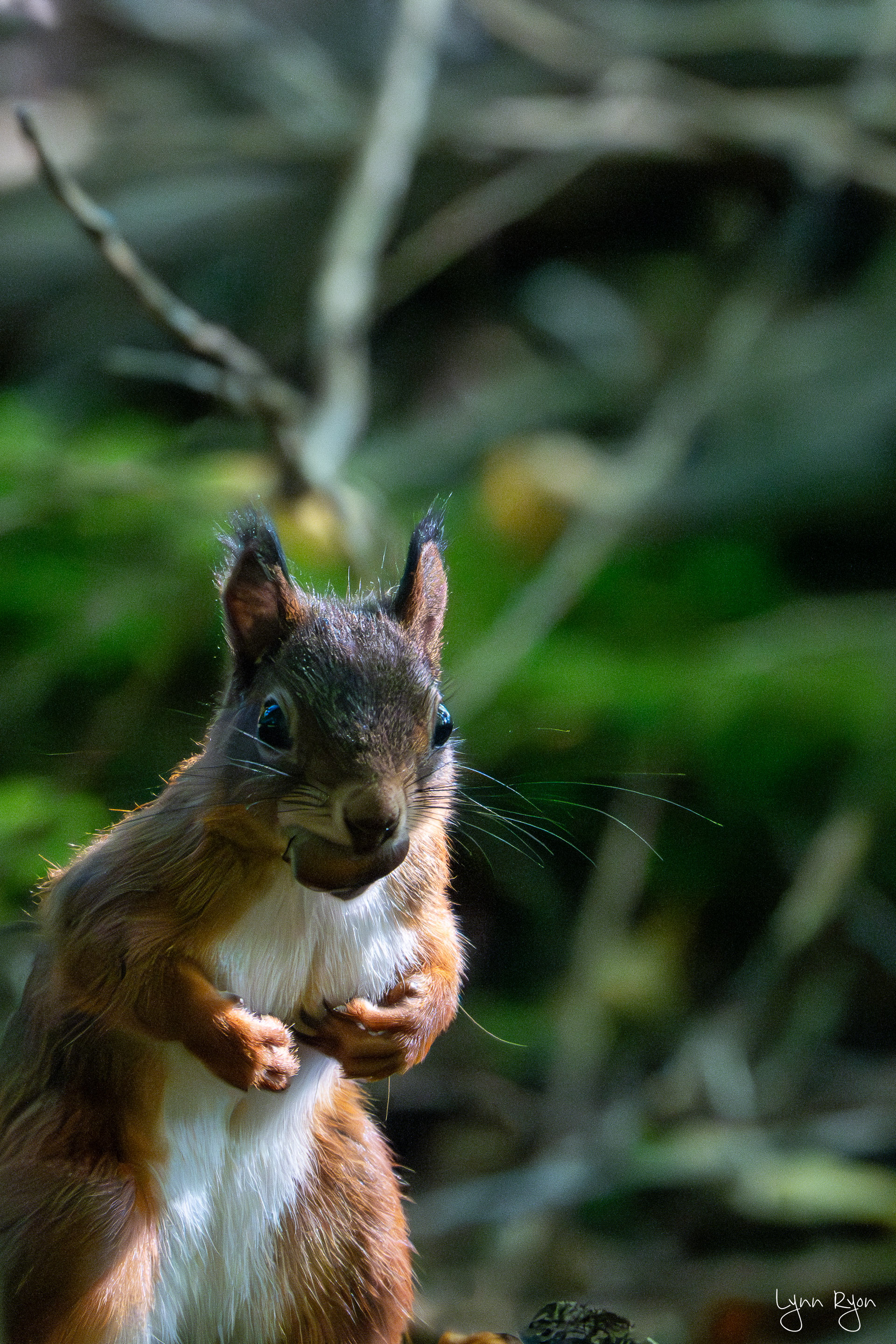 TL8 3724 Enhanced NR