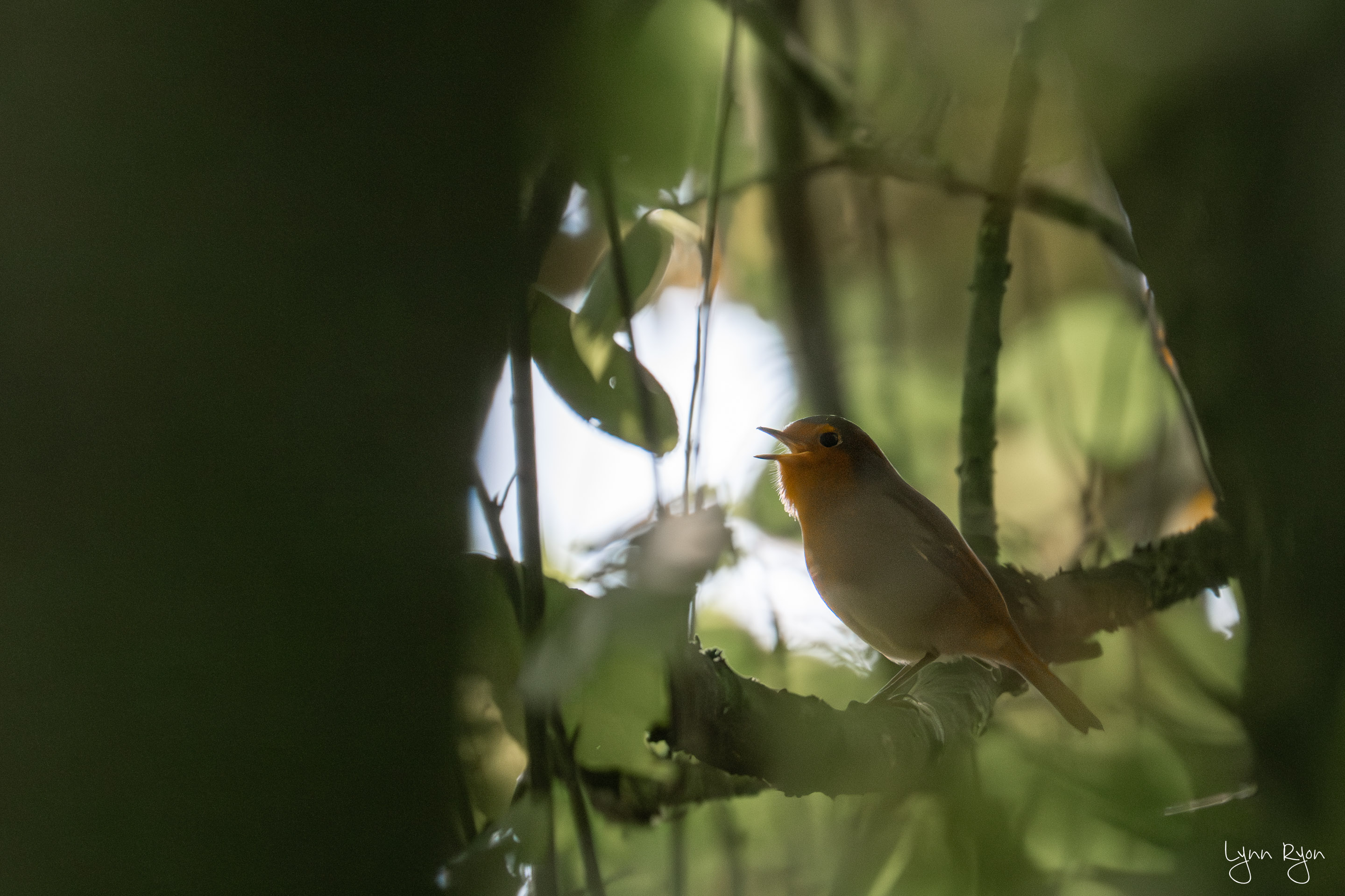 TL8 3742 Enhanced NR