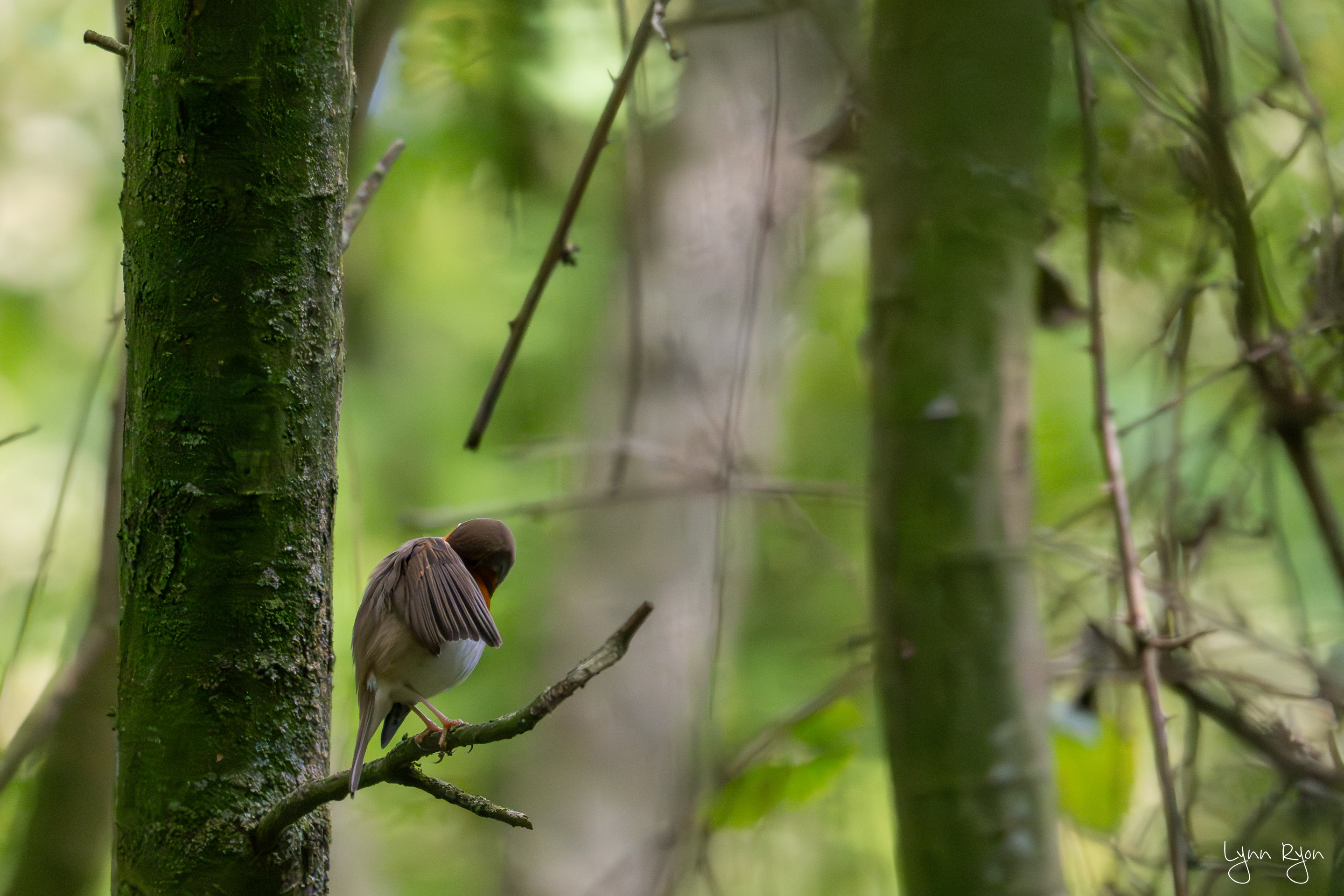 TL8 3790 Enhanced NR