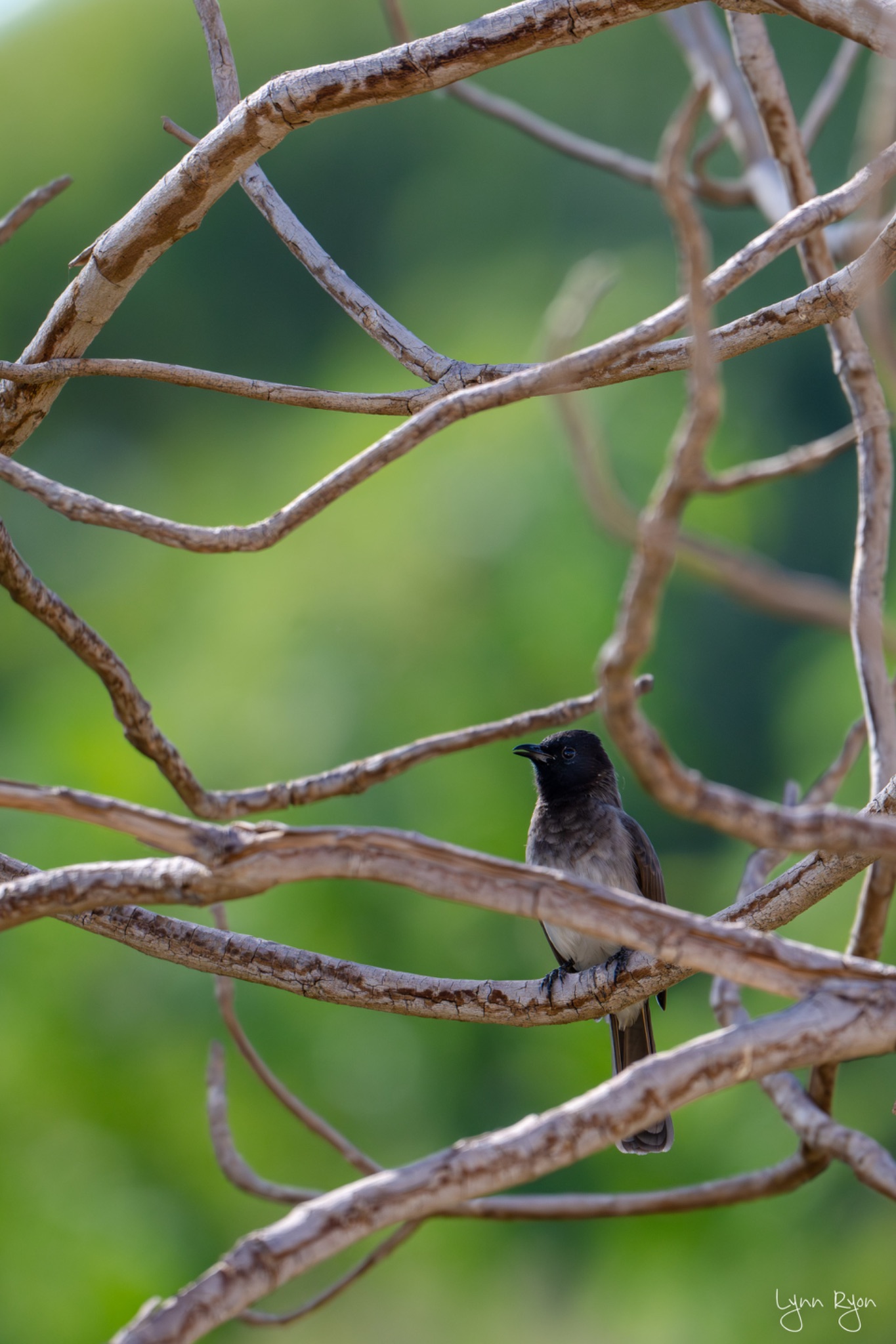 TL8 7958 Enhanced NR