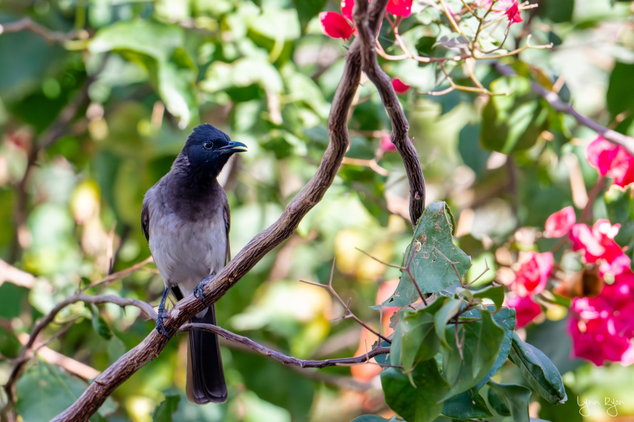 TL8 7988 Enhanced NR