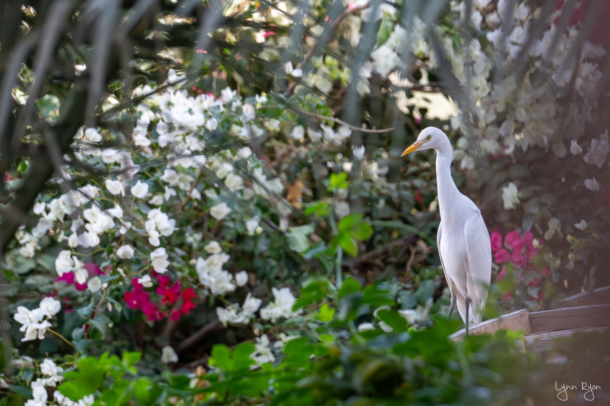 TL8 8010 Enhanced NR