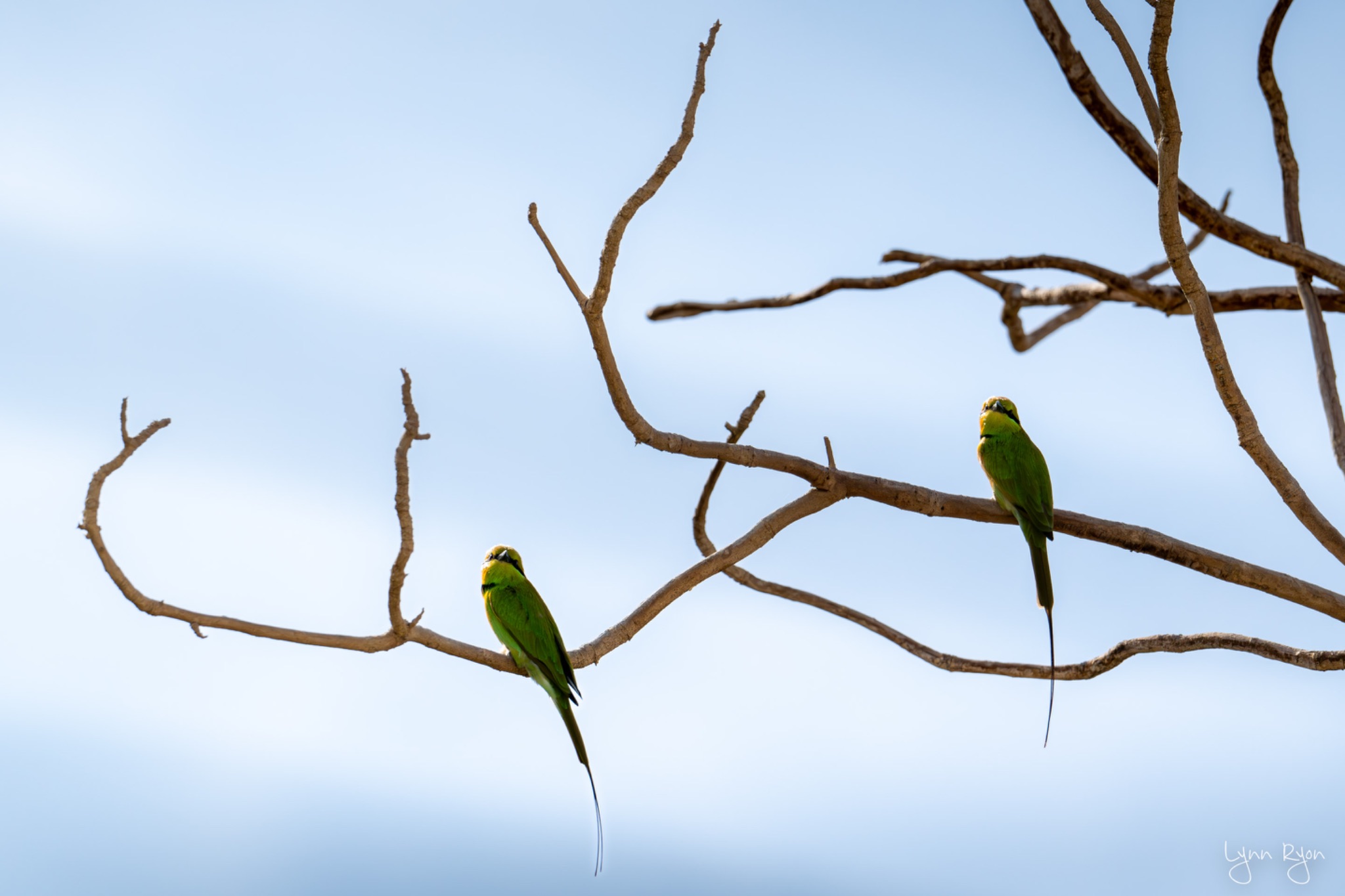 TL8 8068 Enhanced NR