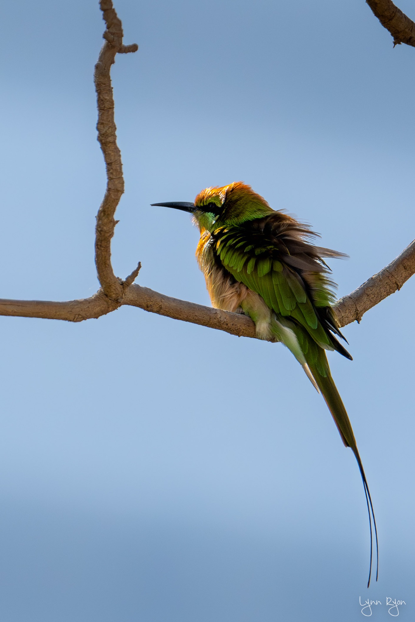 TL8 8075 Enhanced NR