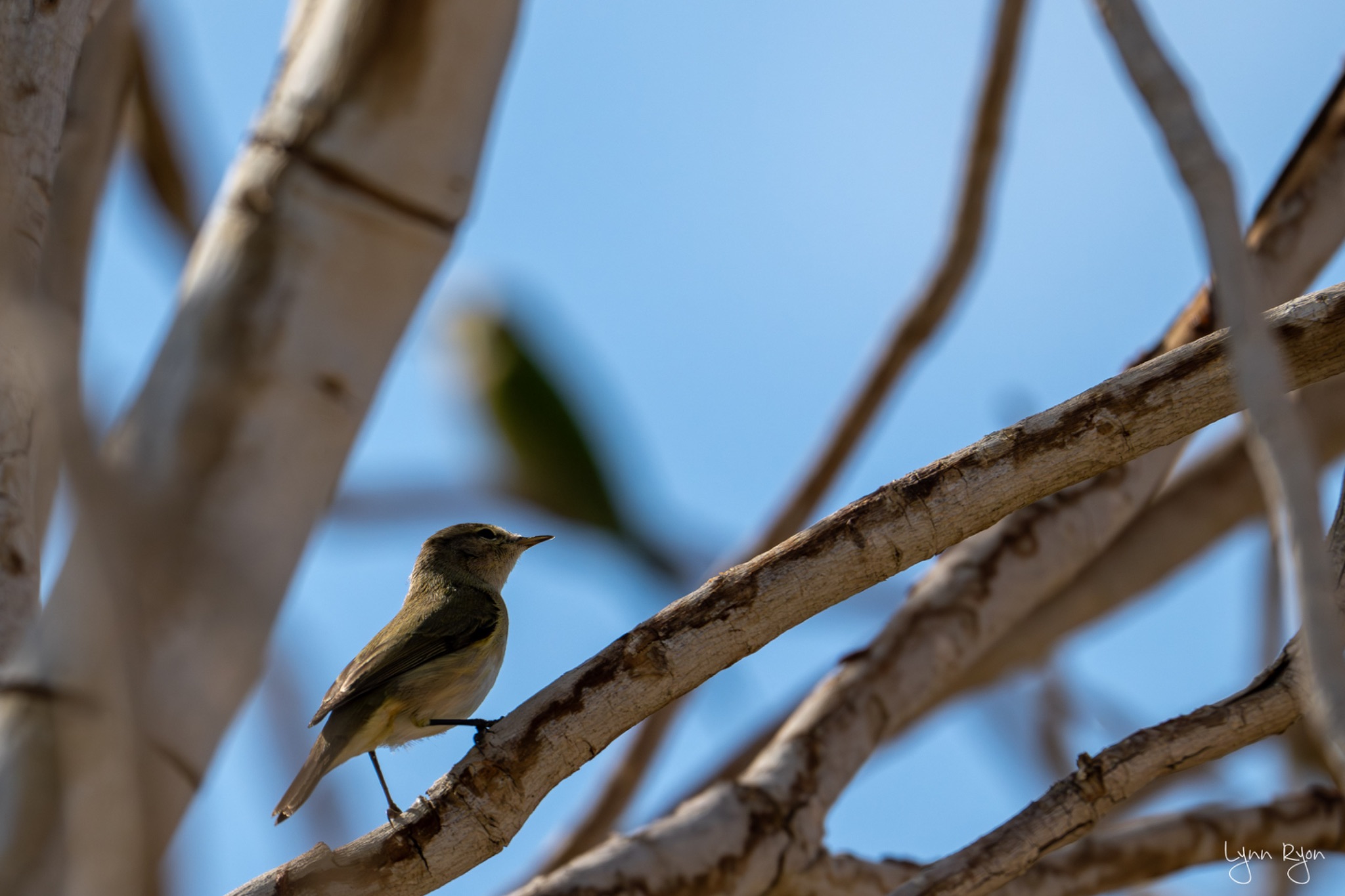 TL8 8103 Enhanced NR