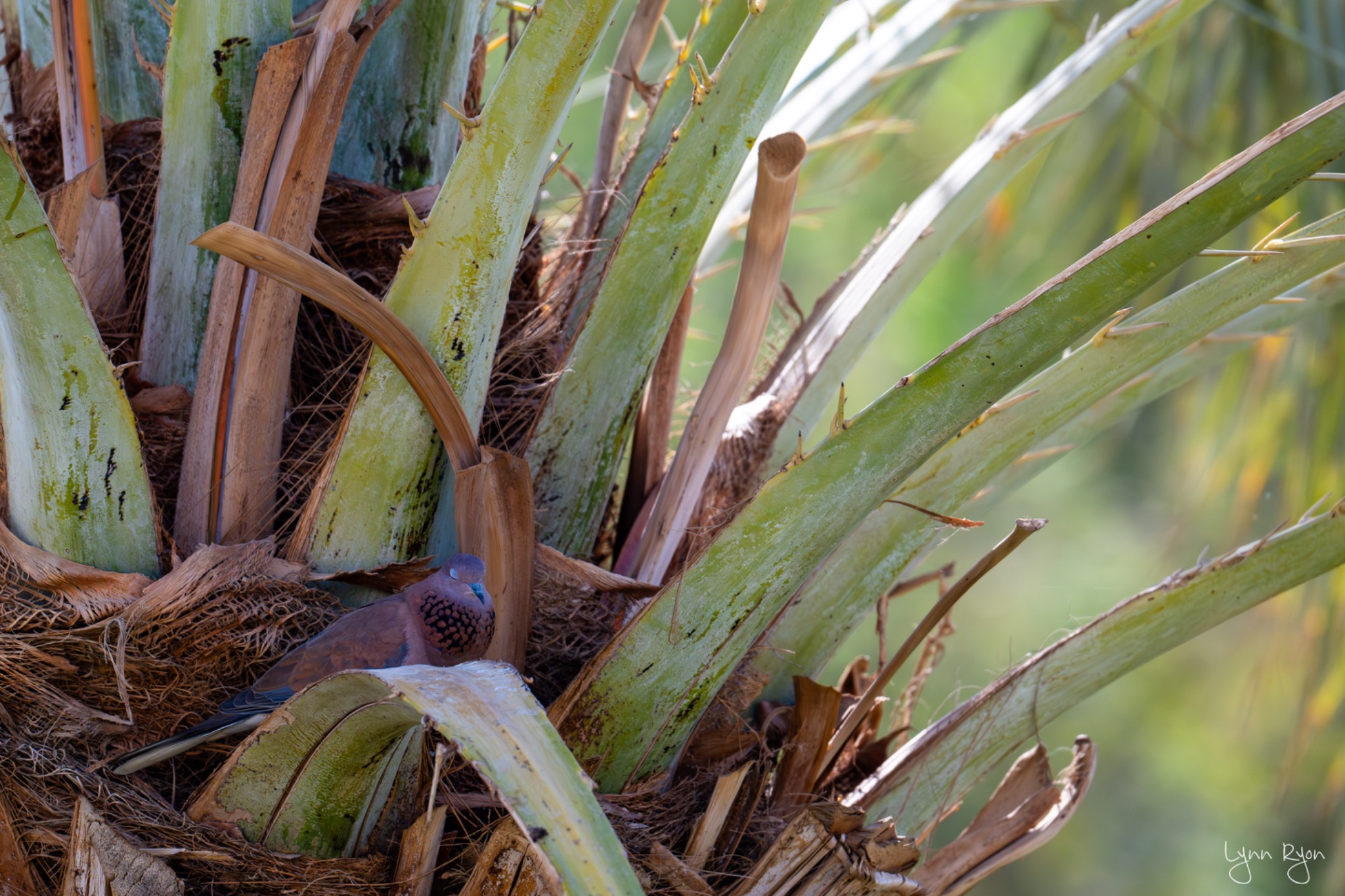 TL8 8162 Enhanced NR