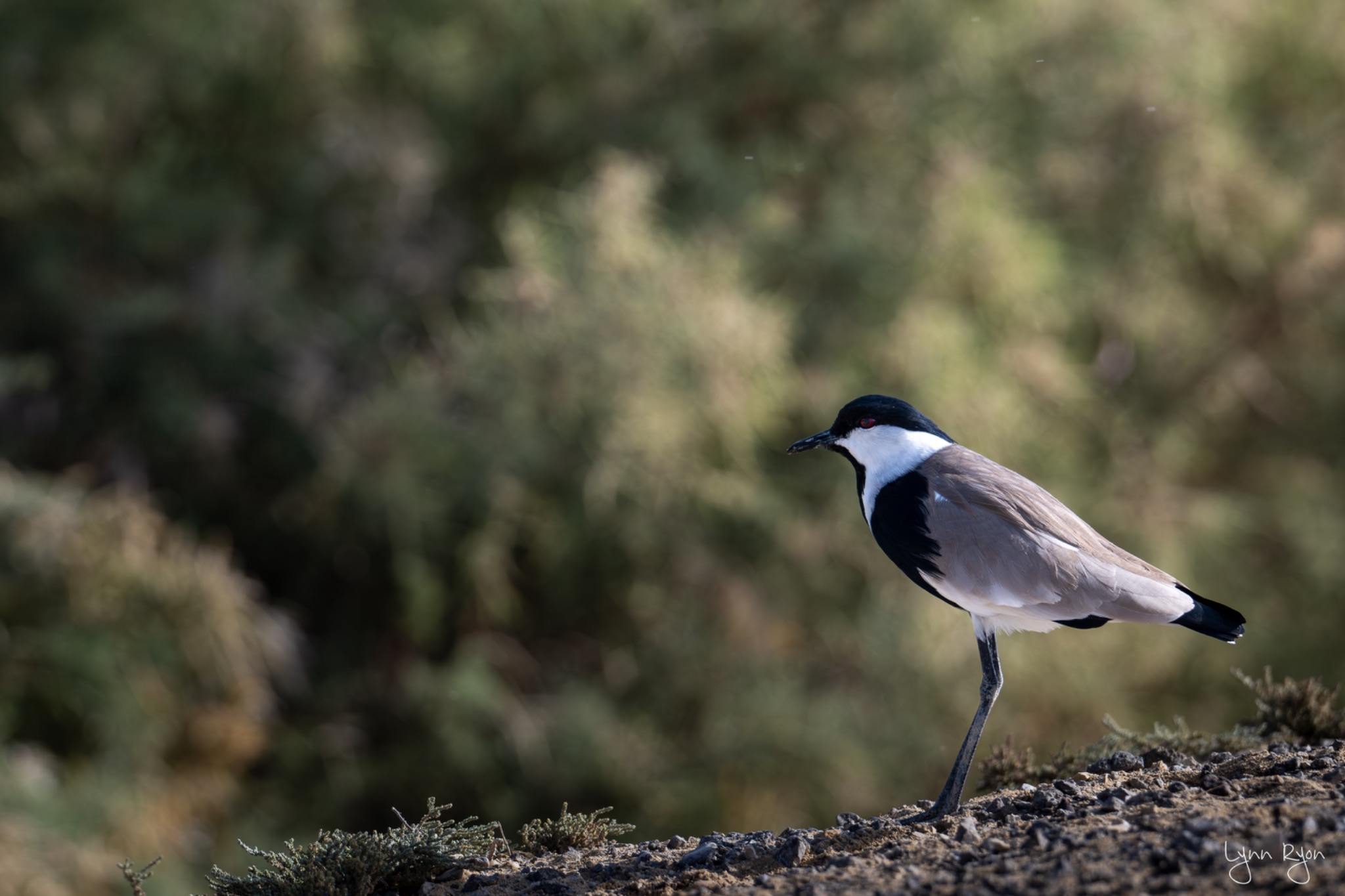 TL8 8418 Enhanced NR