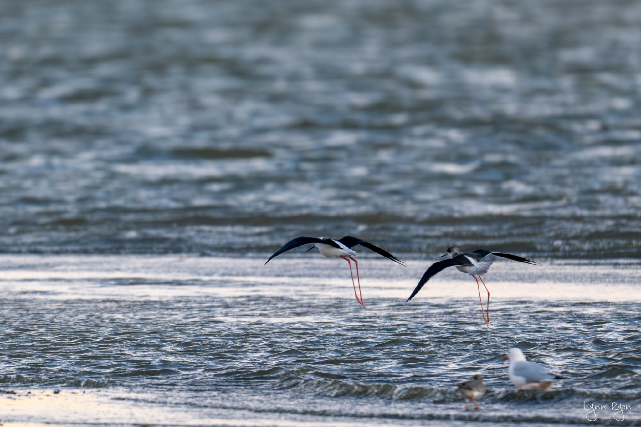 TL8 8465 Enhanced NR