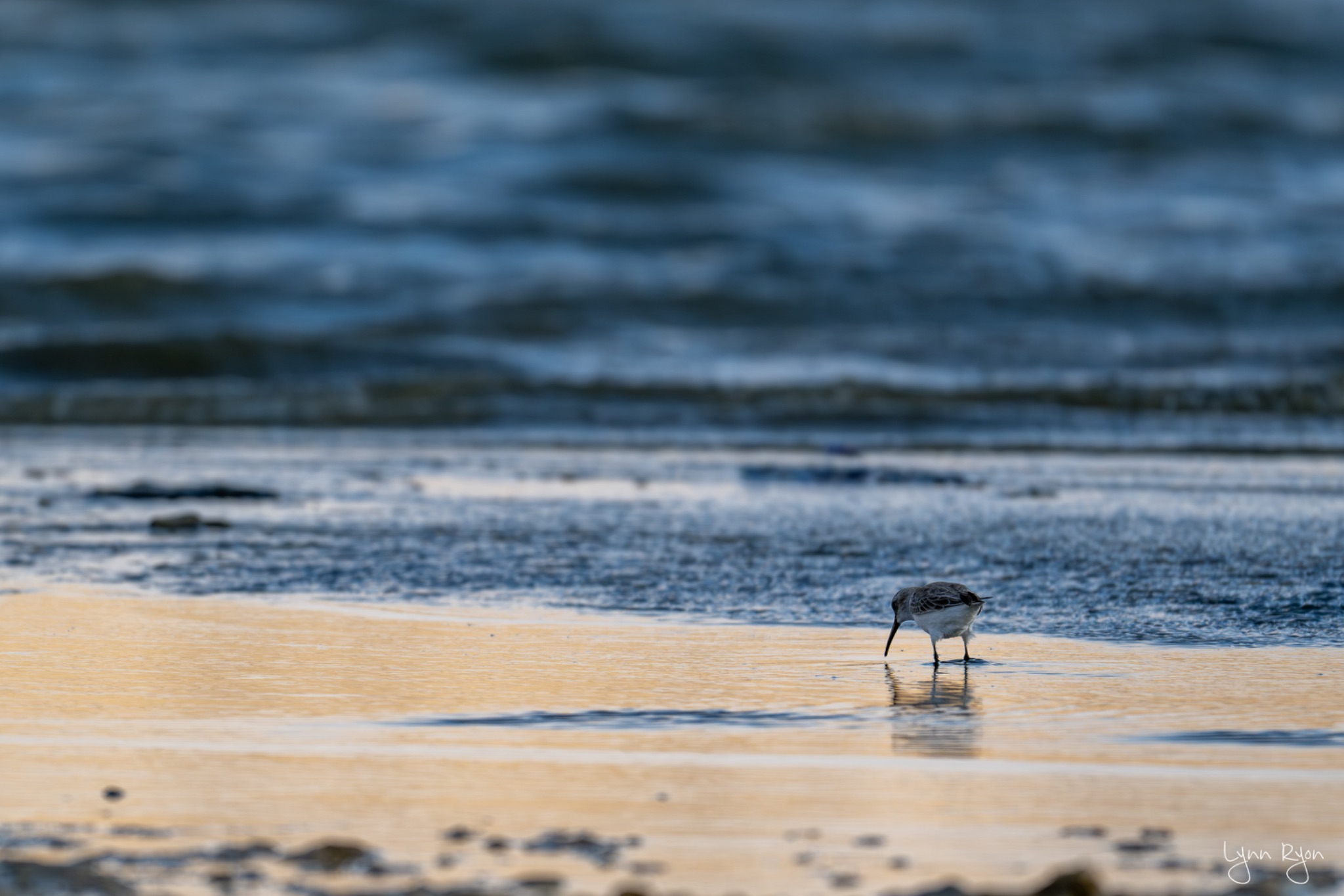 TL8 8503 Enhanced NR