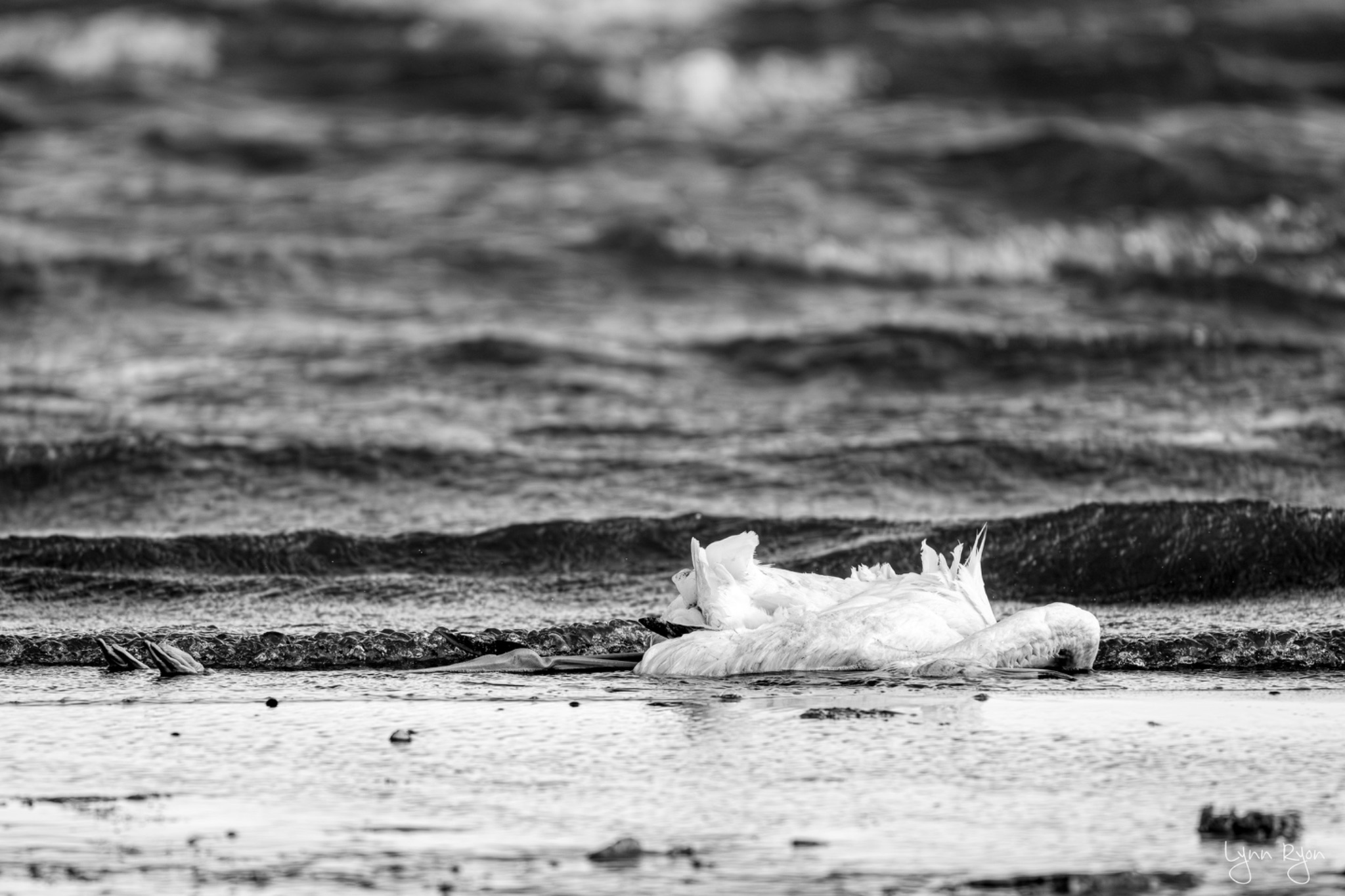 TL8 8523 Enhanced NR