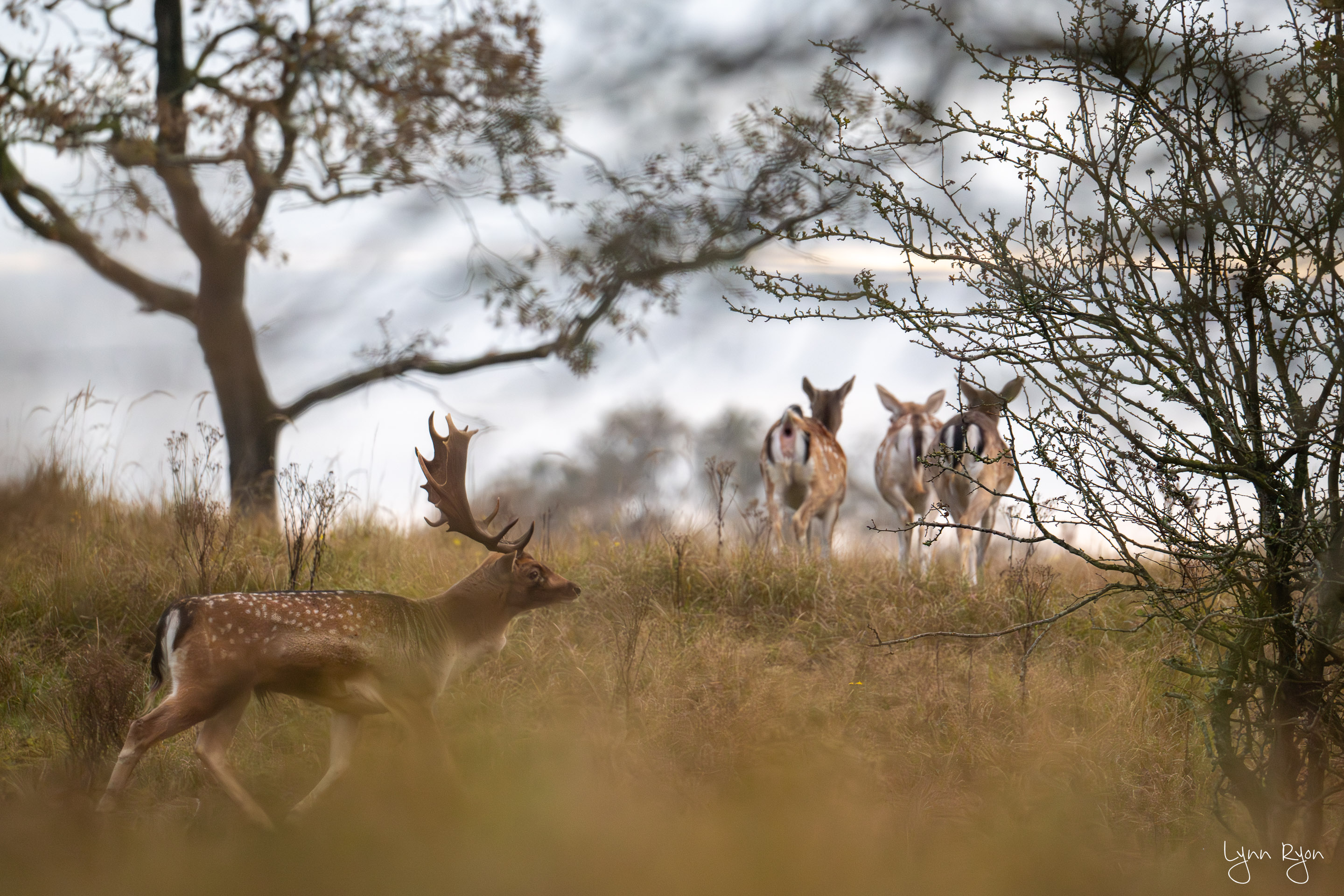 TL8 5033 Enhanced NR