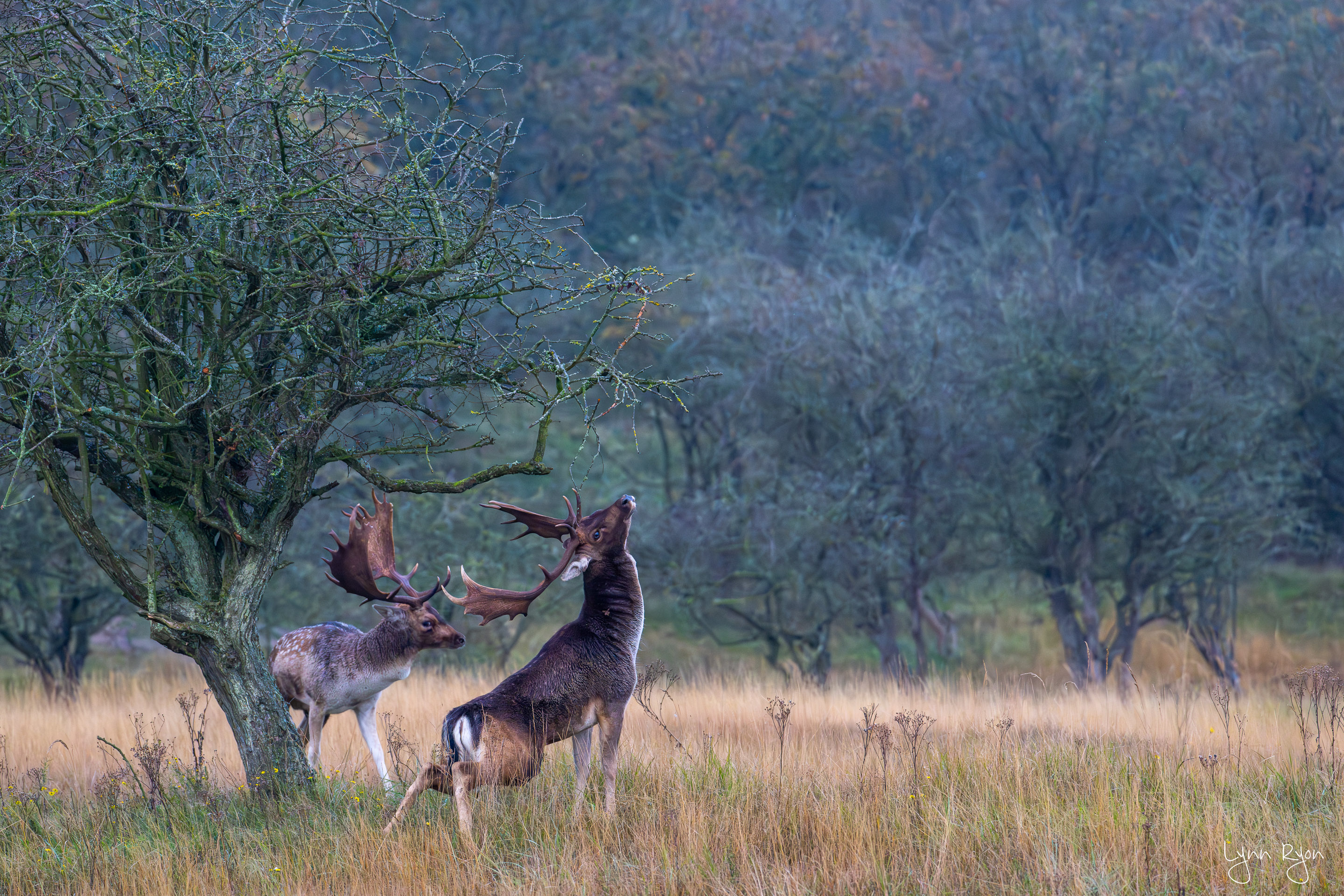 TL8 5159 Enhanced NR