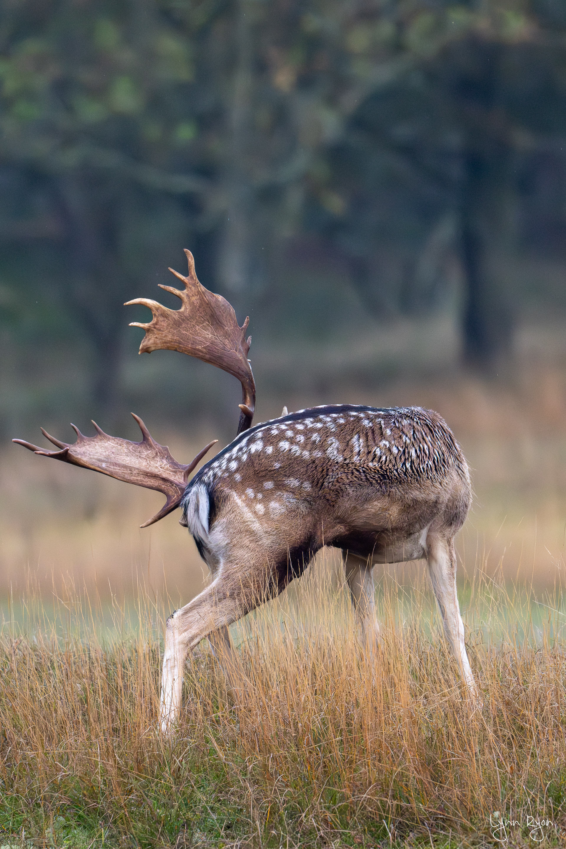 TL8 5187 Enhanced NR