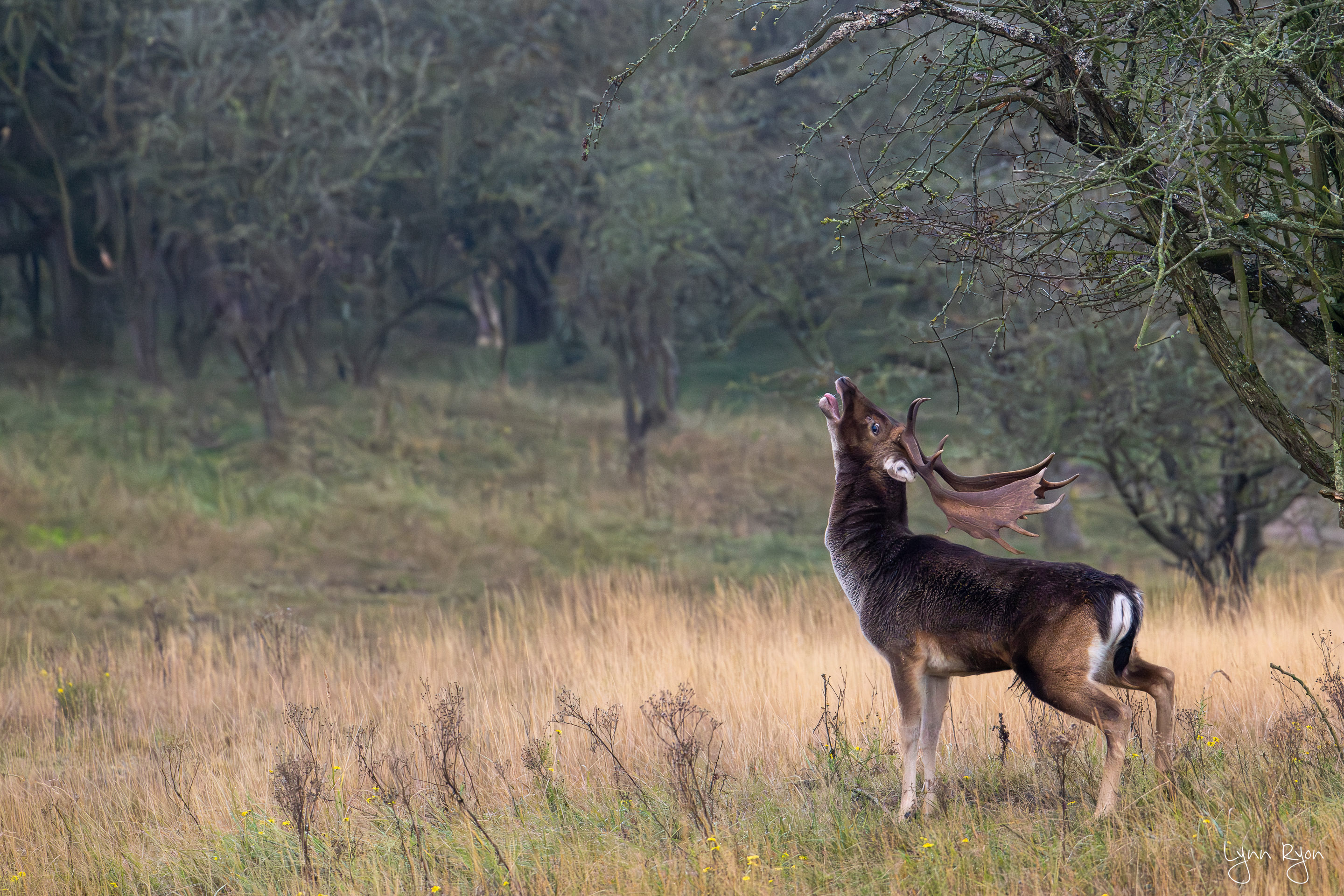 TL8 5260 Enhanced NR