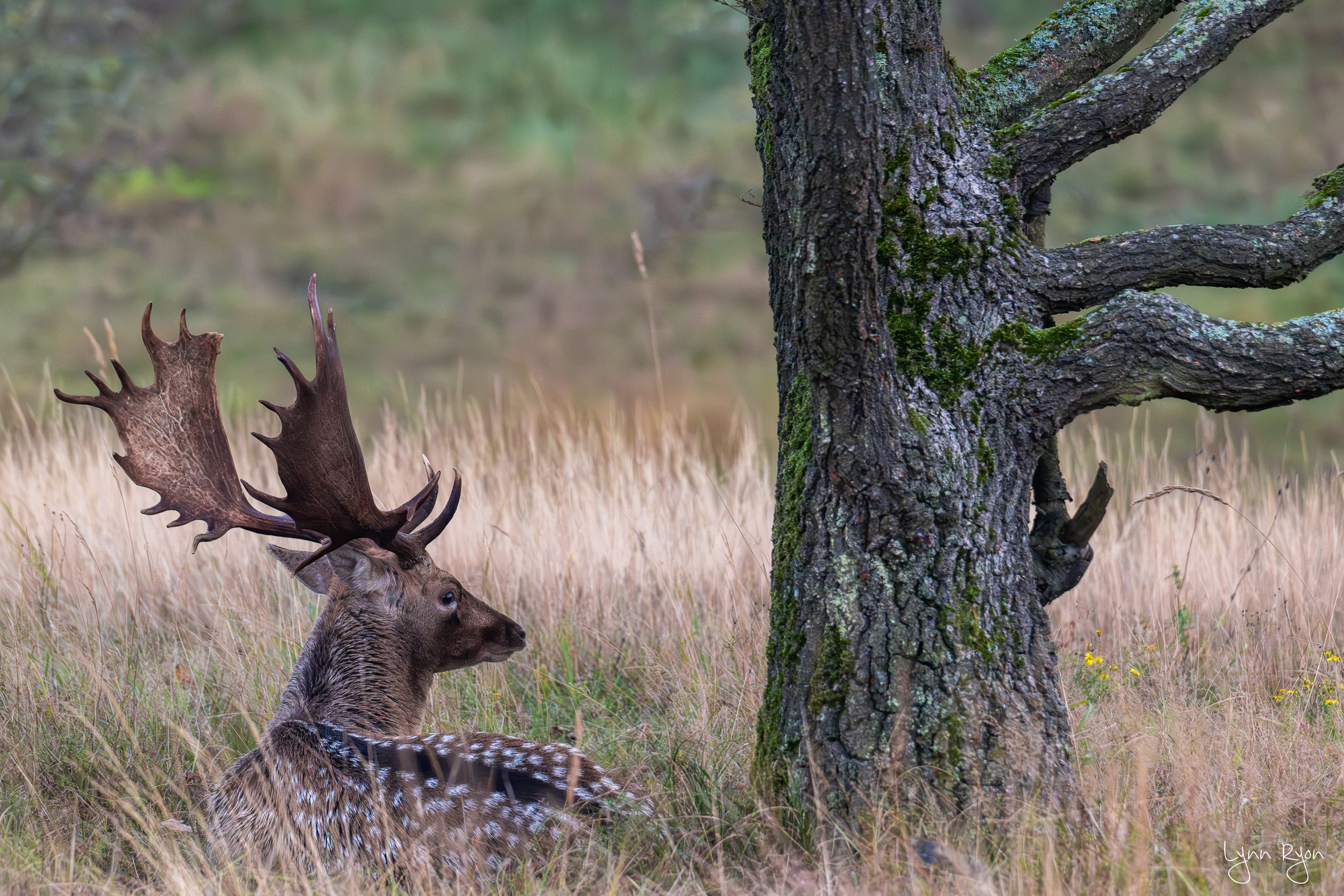 TL8 5340 Enhanced NR