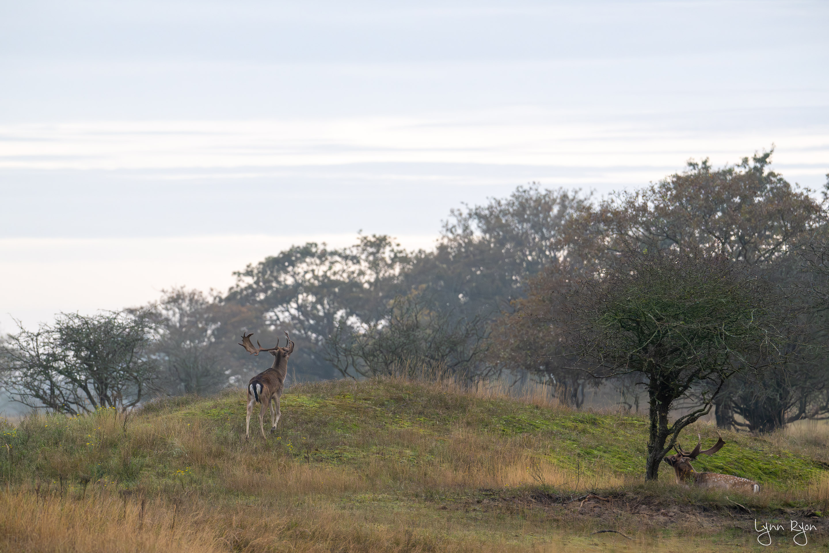 TL8 5343 Enhanced NR