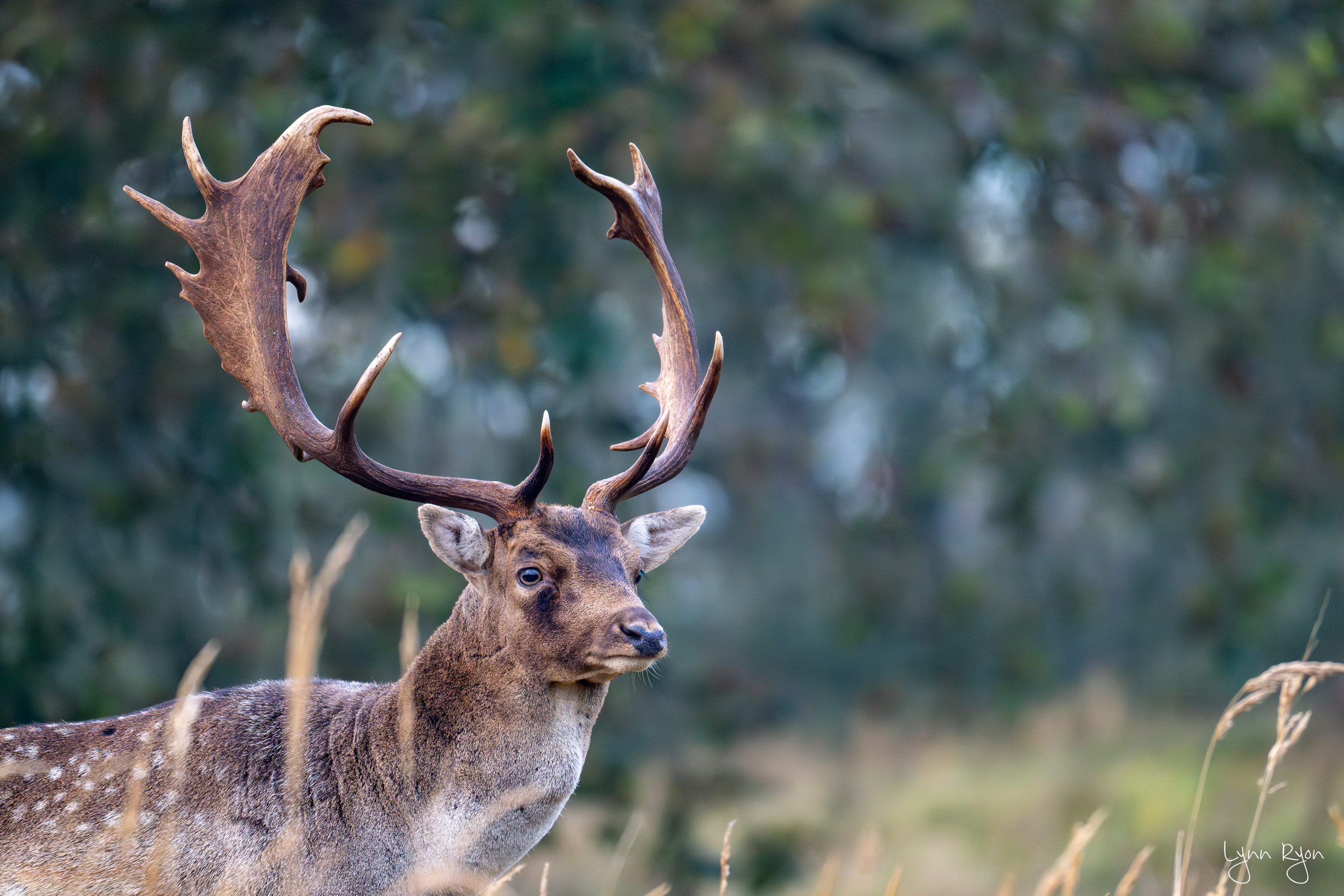 TL8 5385 Enhanced NR