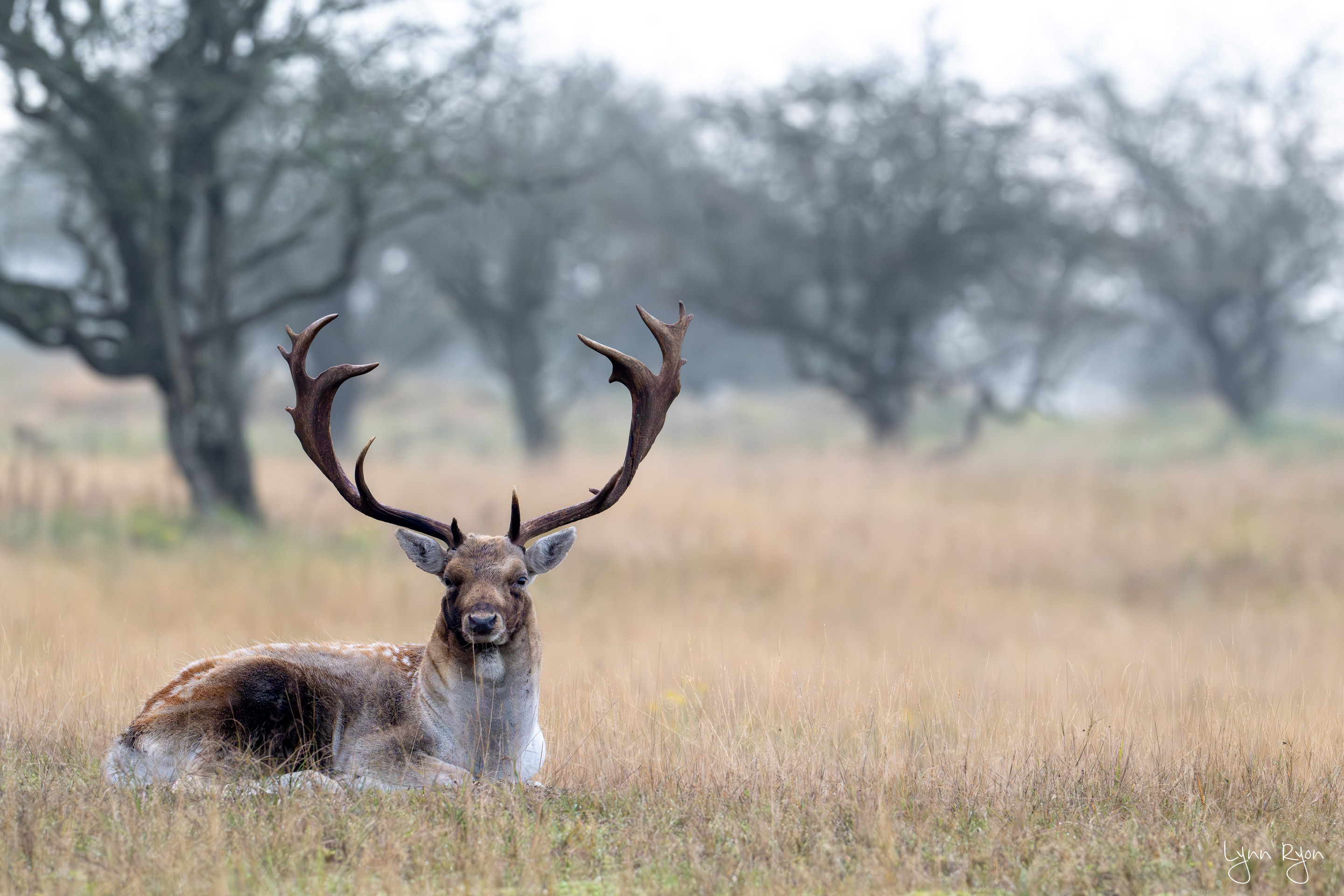 TL8 5422 Enhanced NR