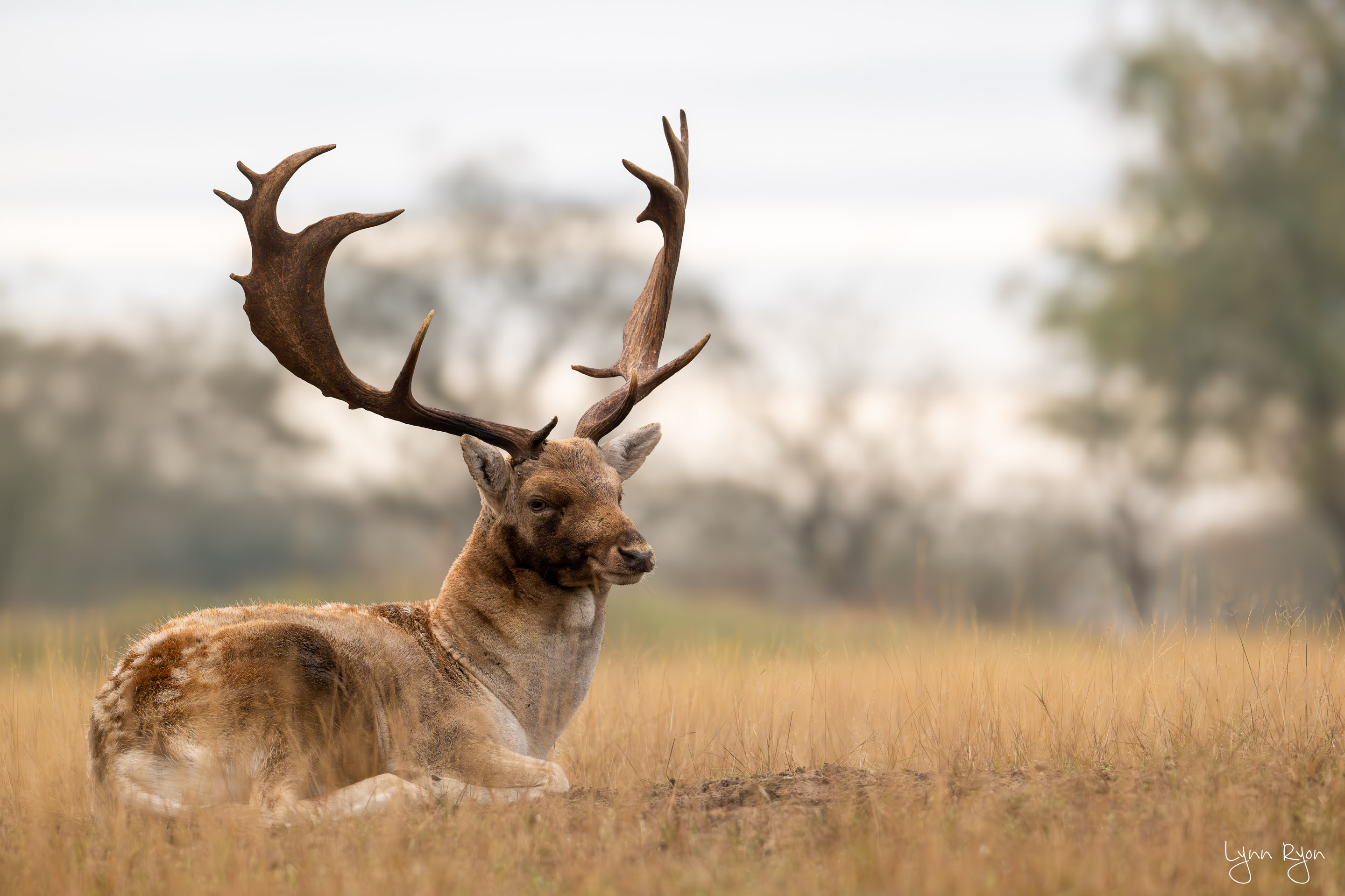 TL8 5454 Enhanced NR