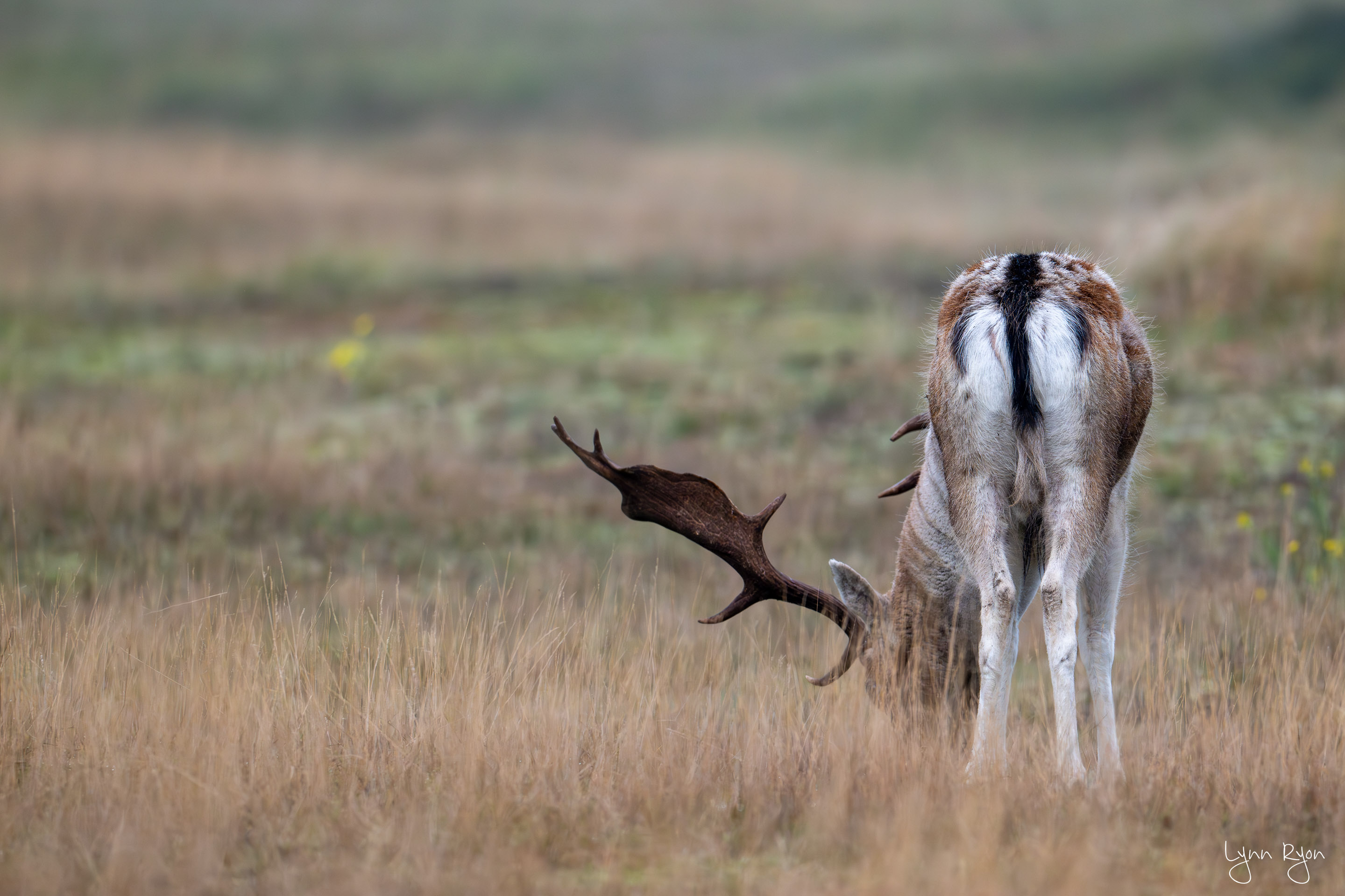 TL8 5496 Enhanced NR