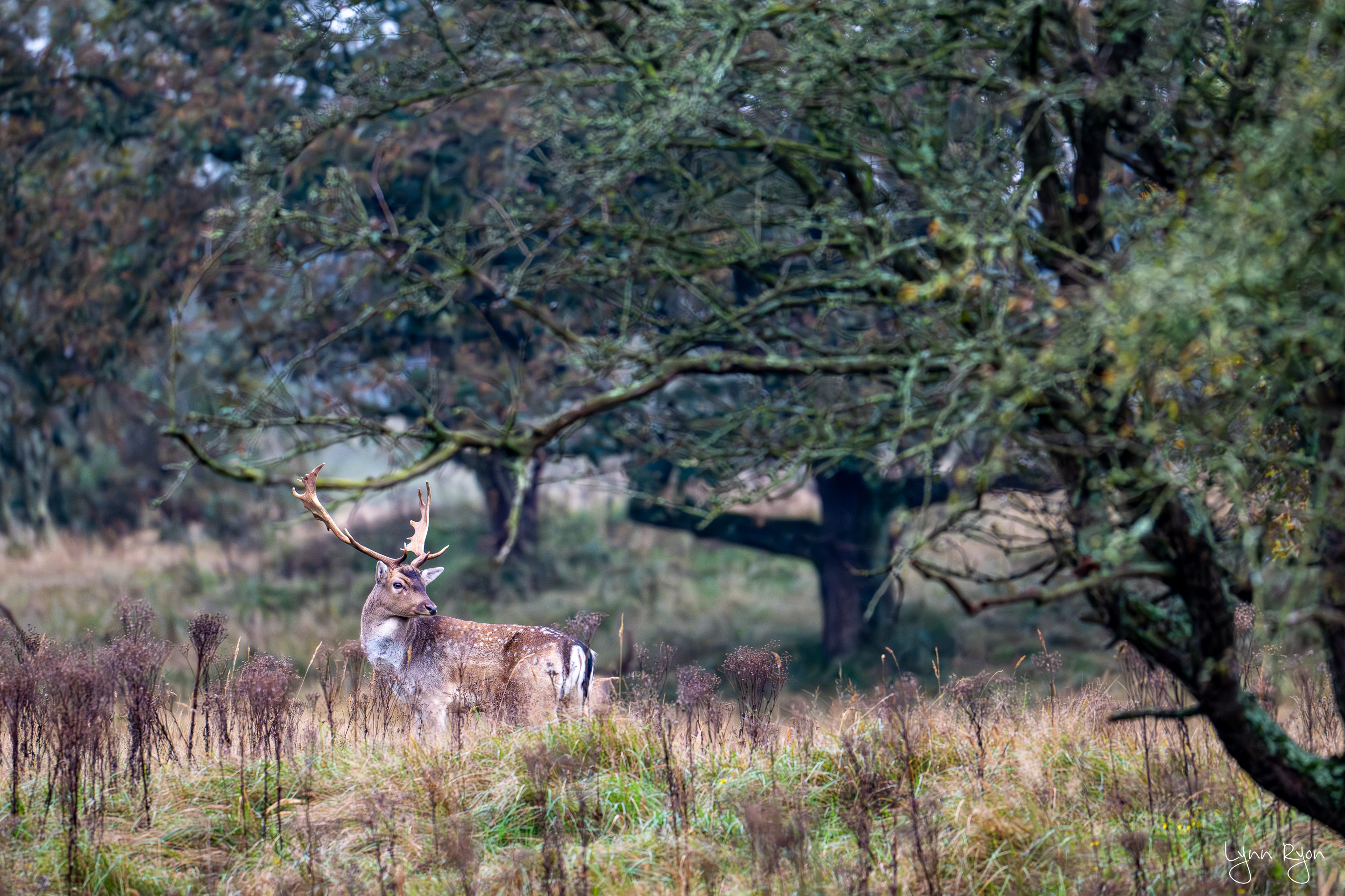 TL8 5528 Enhanced NR