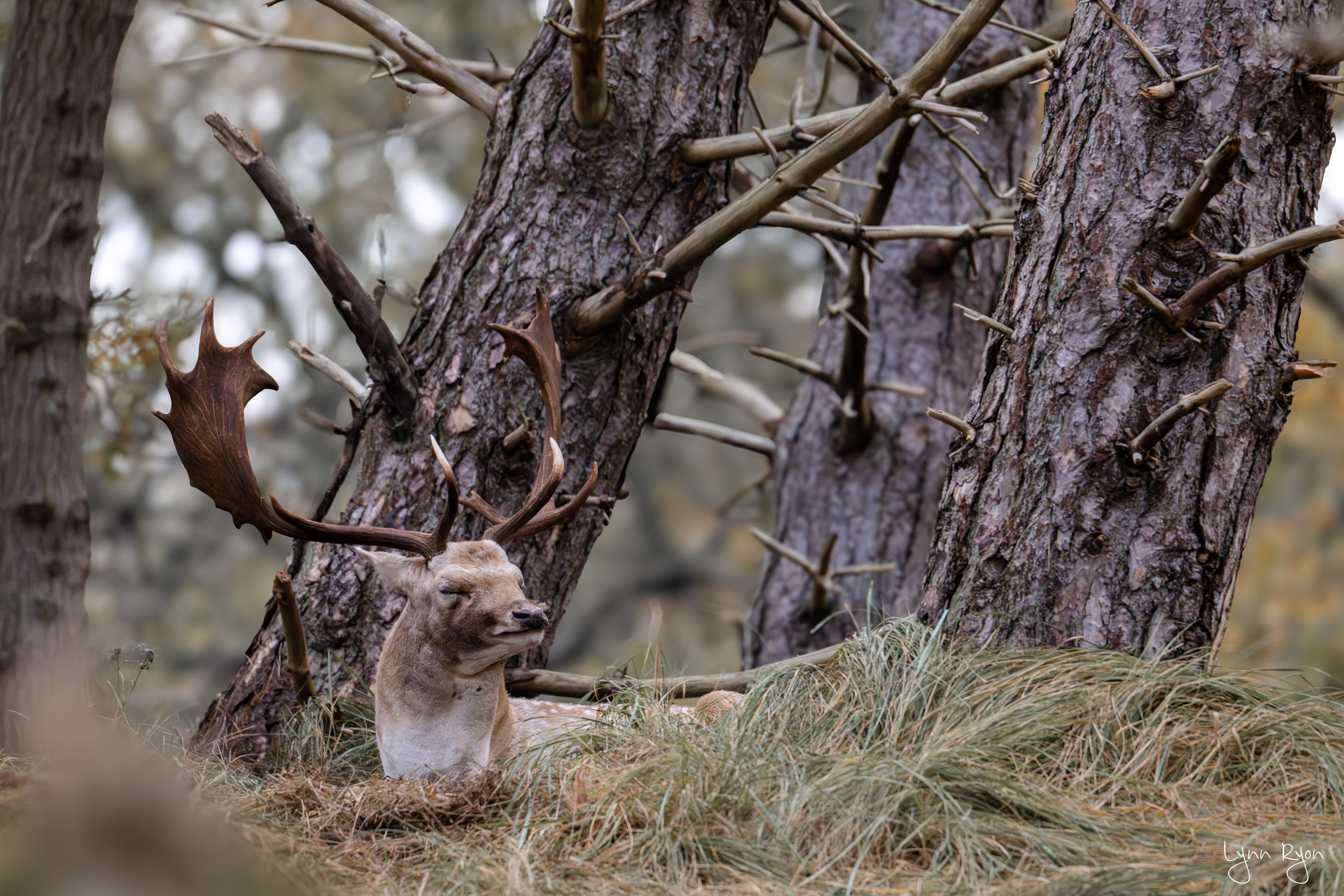 TL8 5596 Enhanced NR