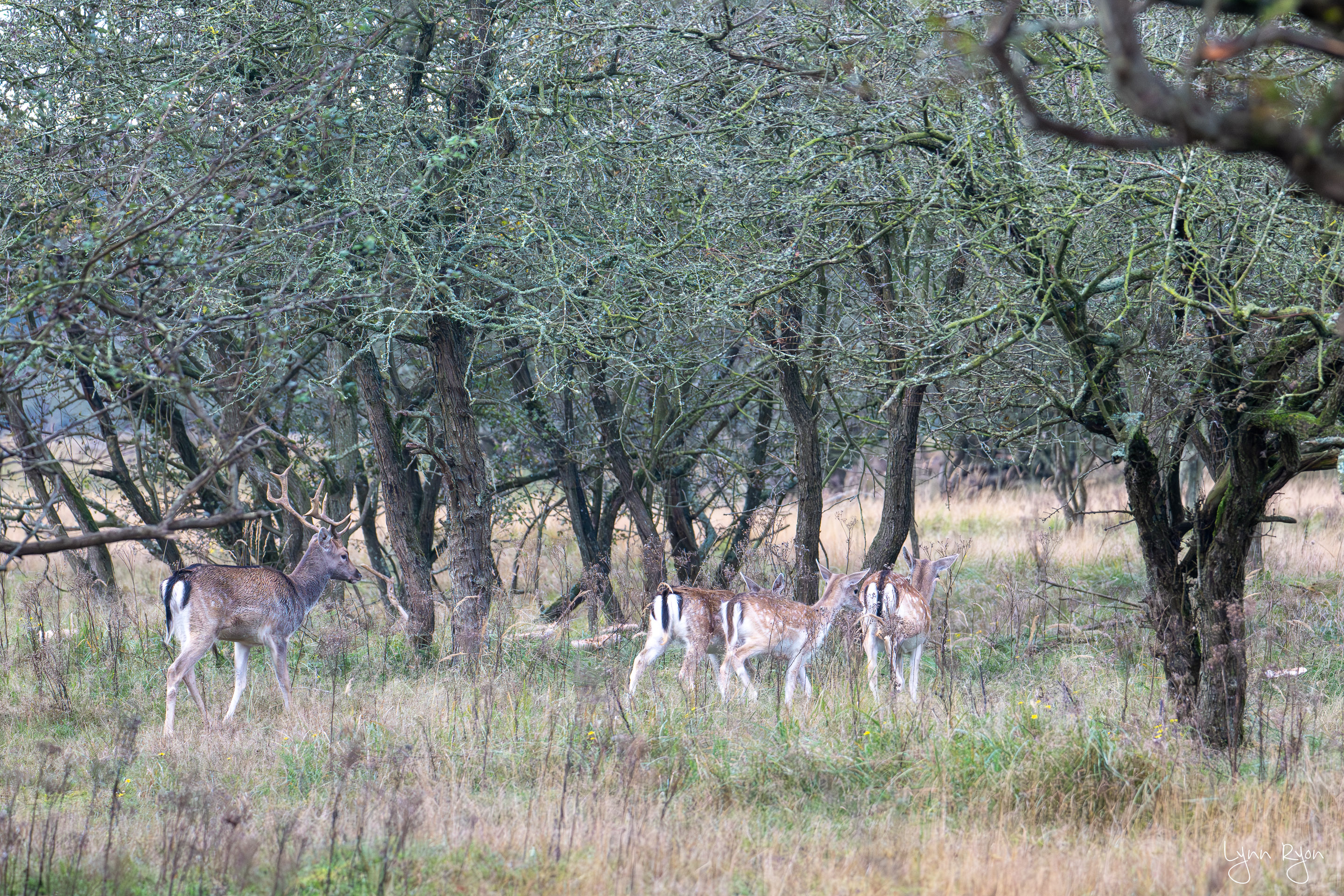 TL8 5656 Enhanced NR