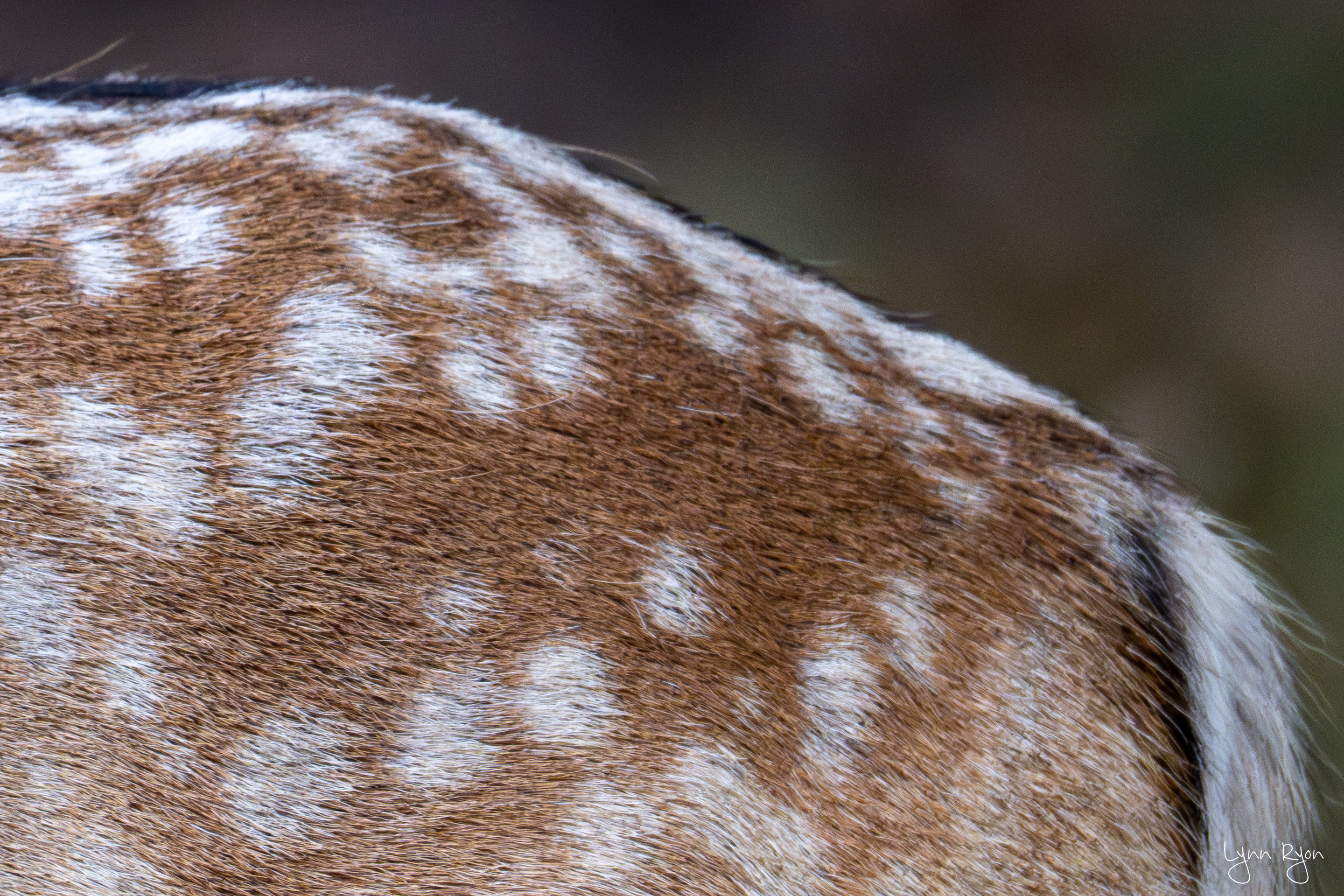 TL8 5819 Enhanced NR