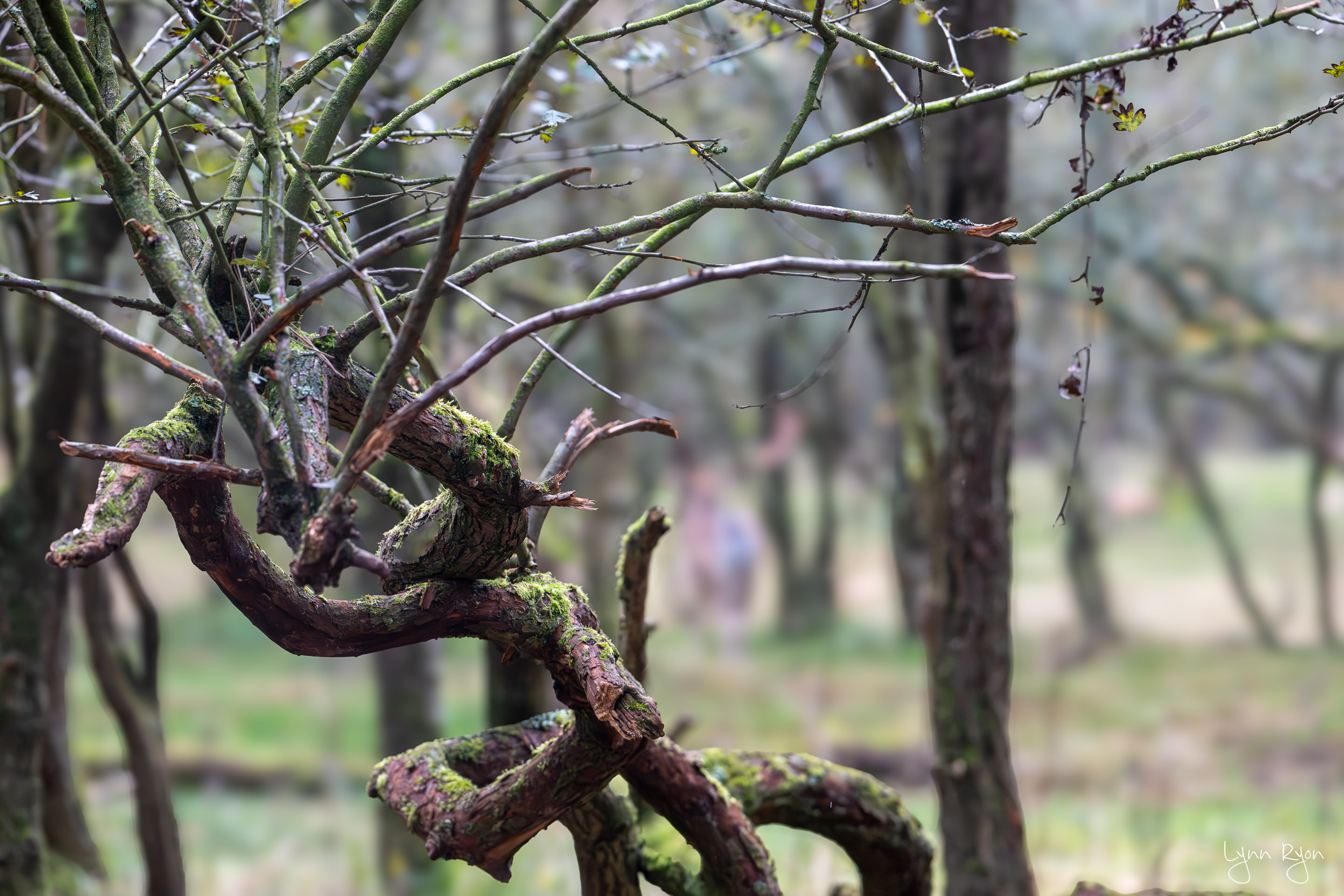 TL8 5961 Enhanced NR