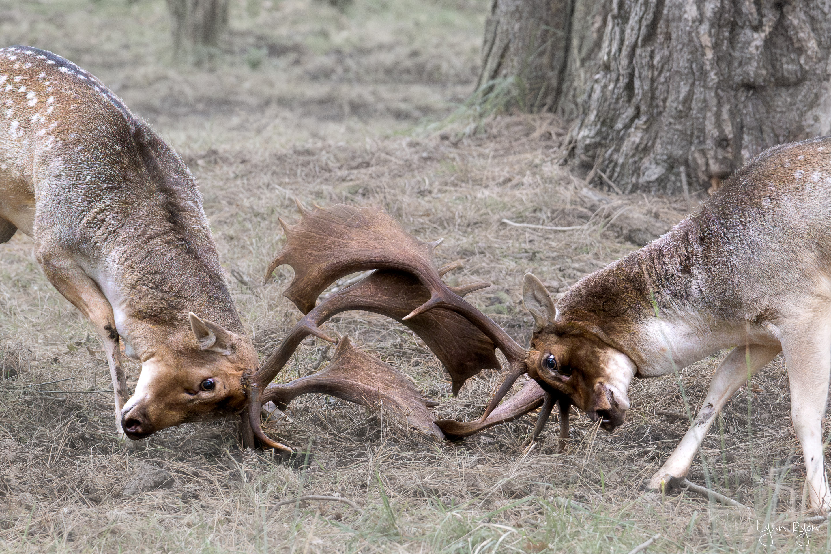 TL8 6230 Enhanced NR