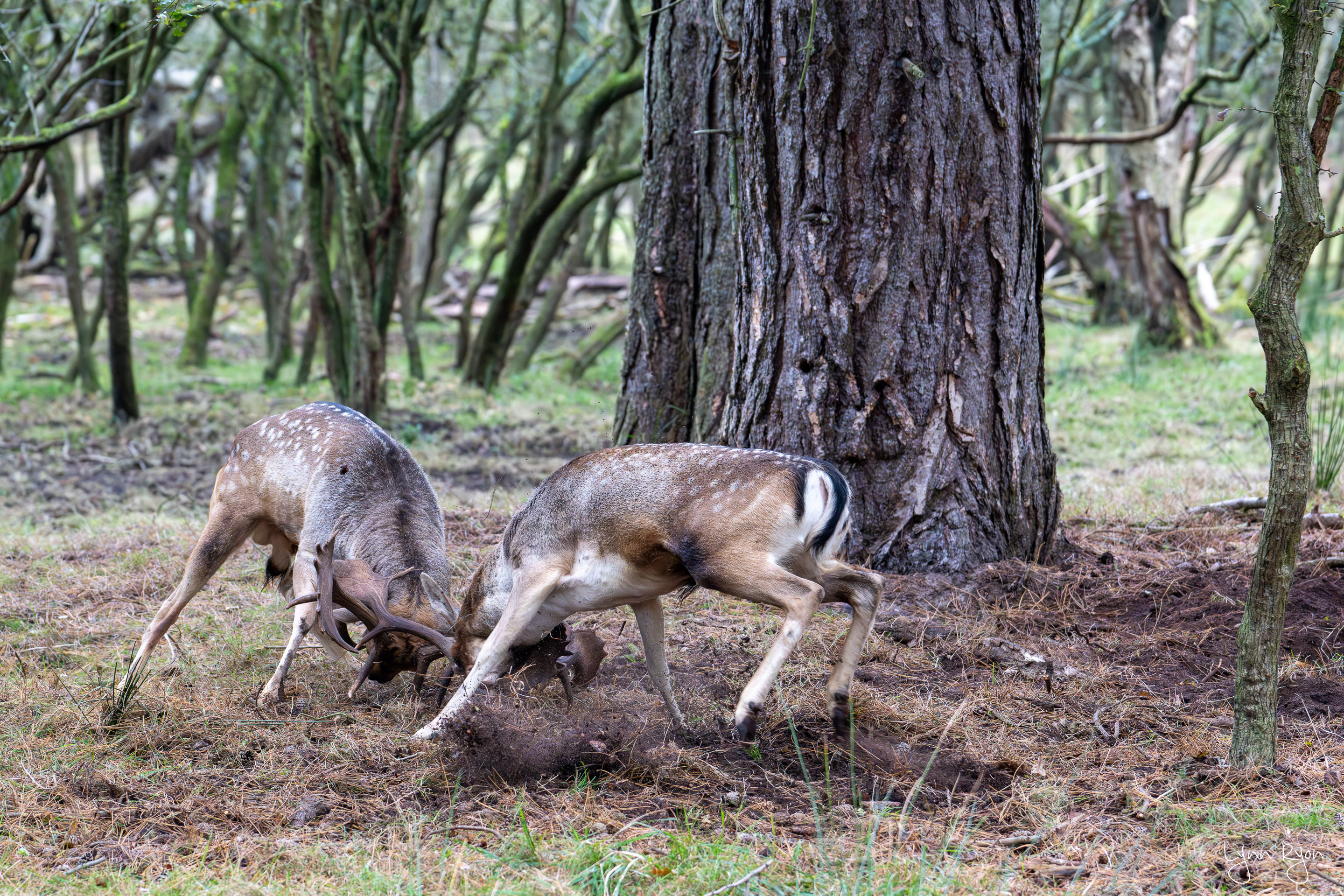 TL8 6259 Enhanced NR