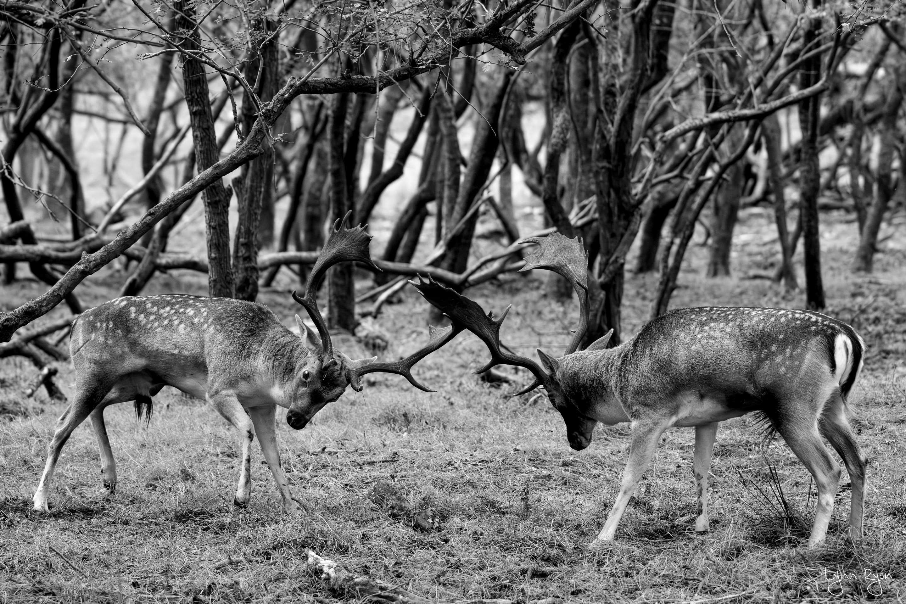 TL8 6296 Enhanced NR