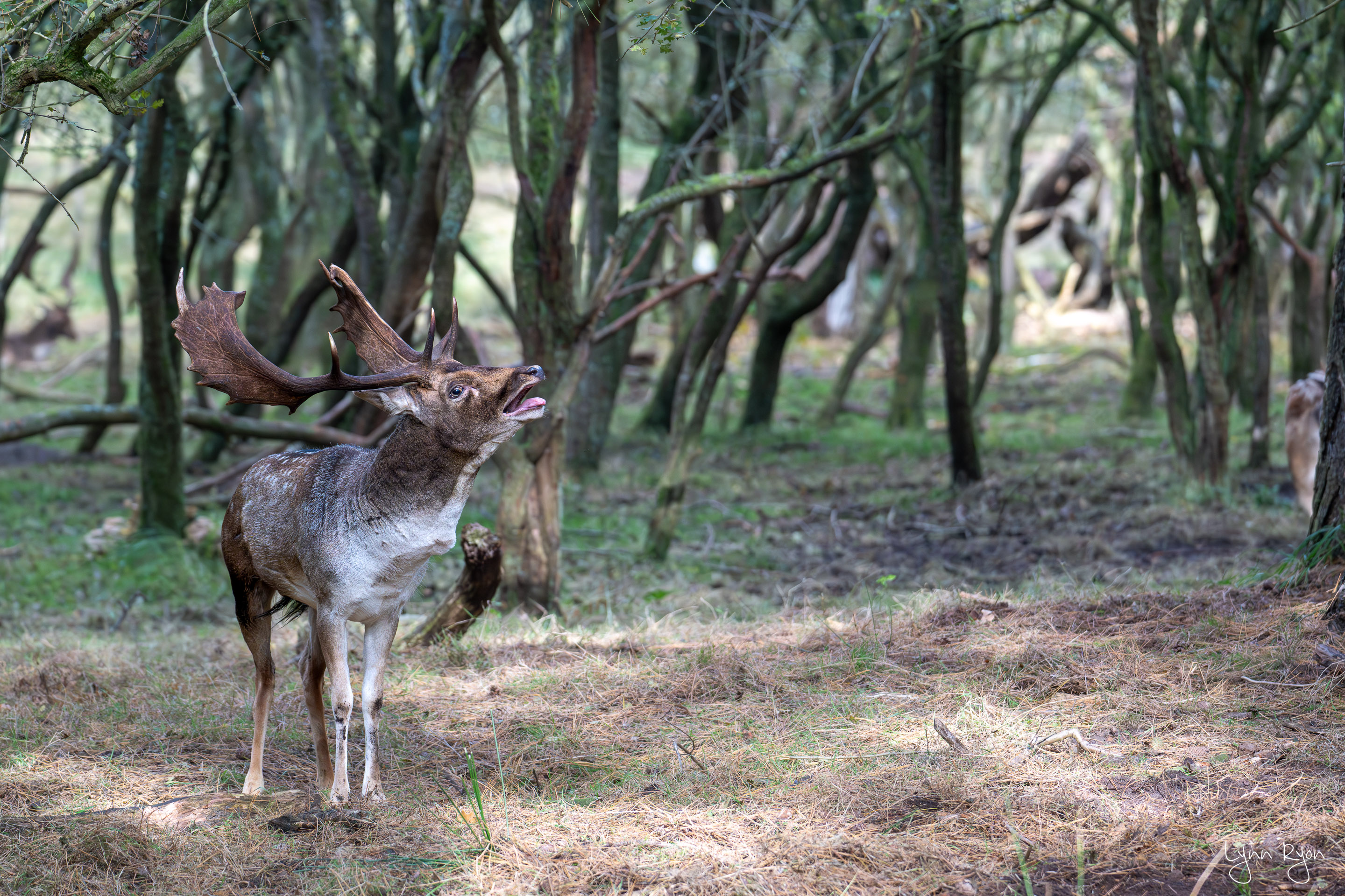 TL8 6421 Enhanced NR