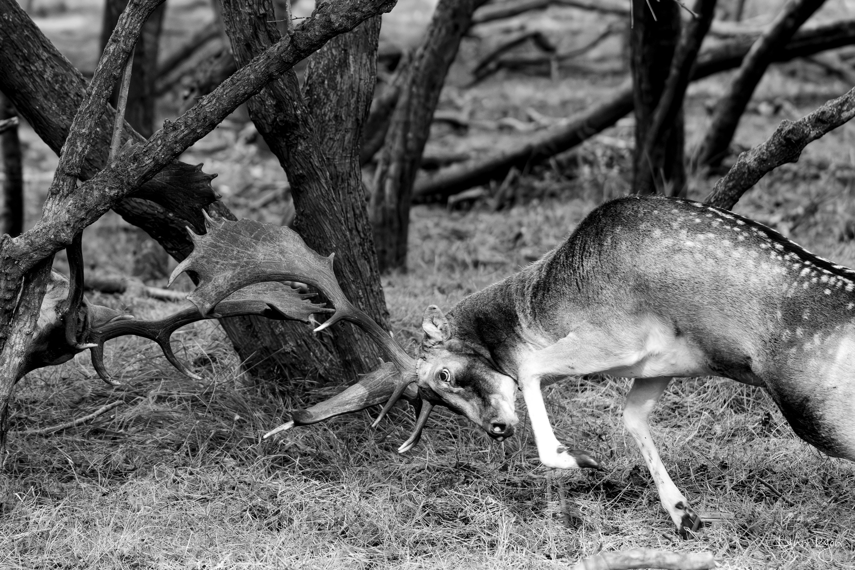 TL8 6427 Enhanced NR