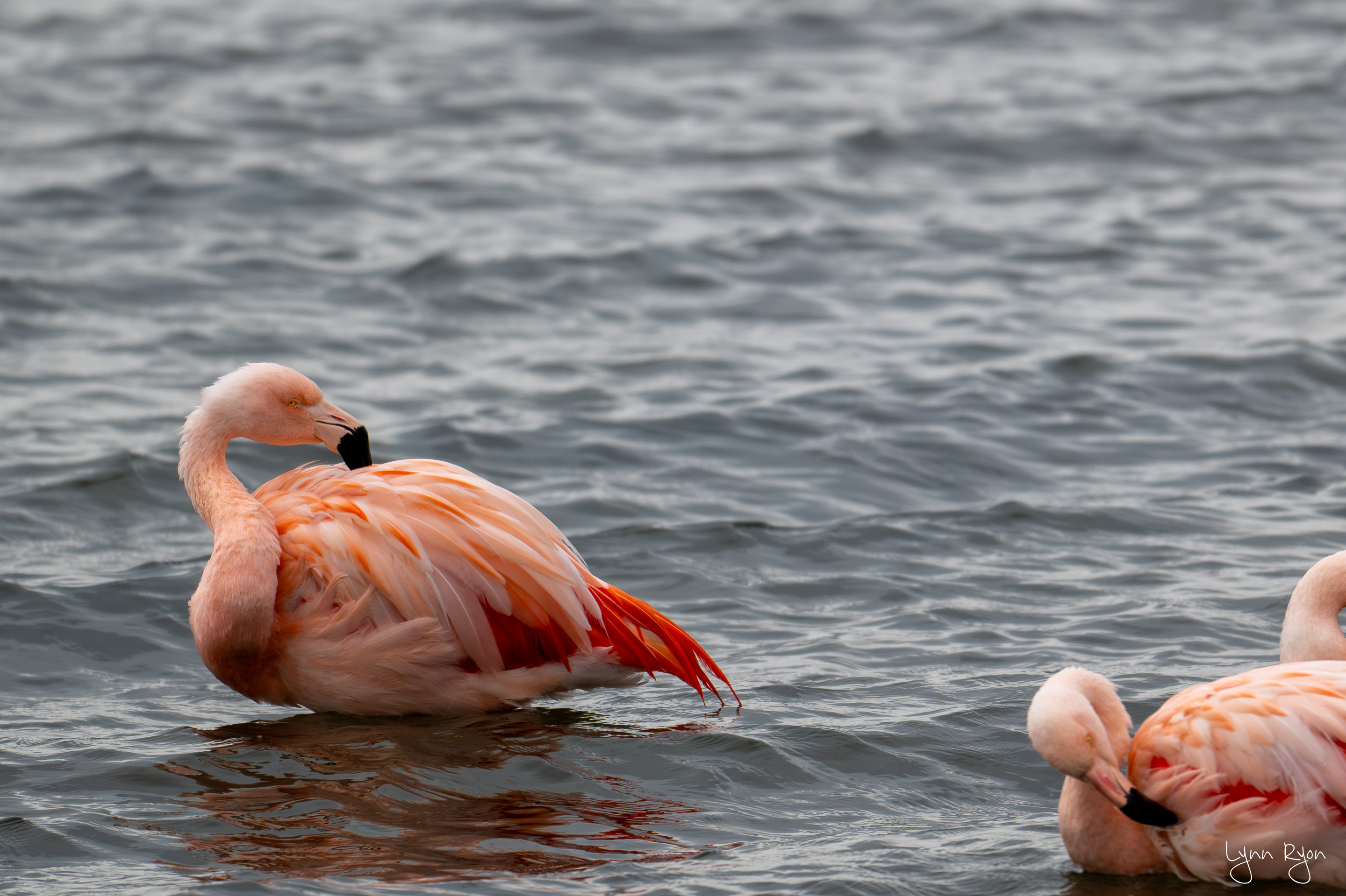 TL8 6503 Enhanced NR