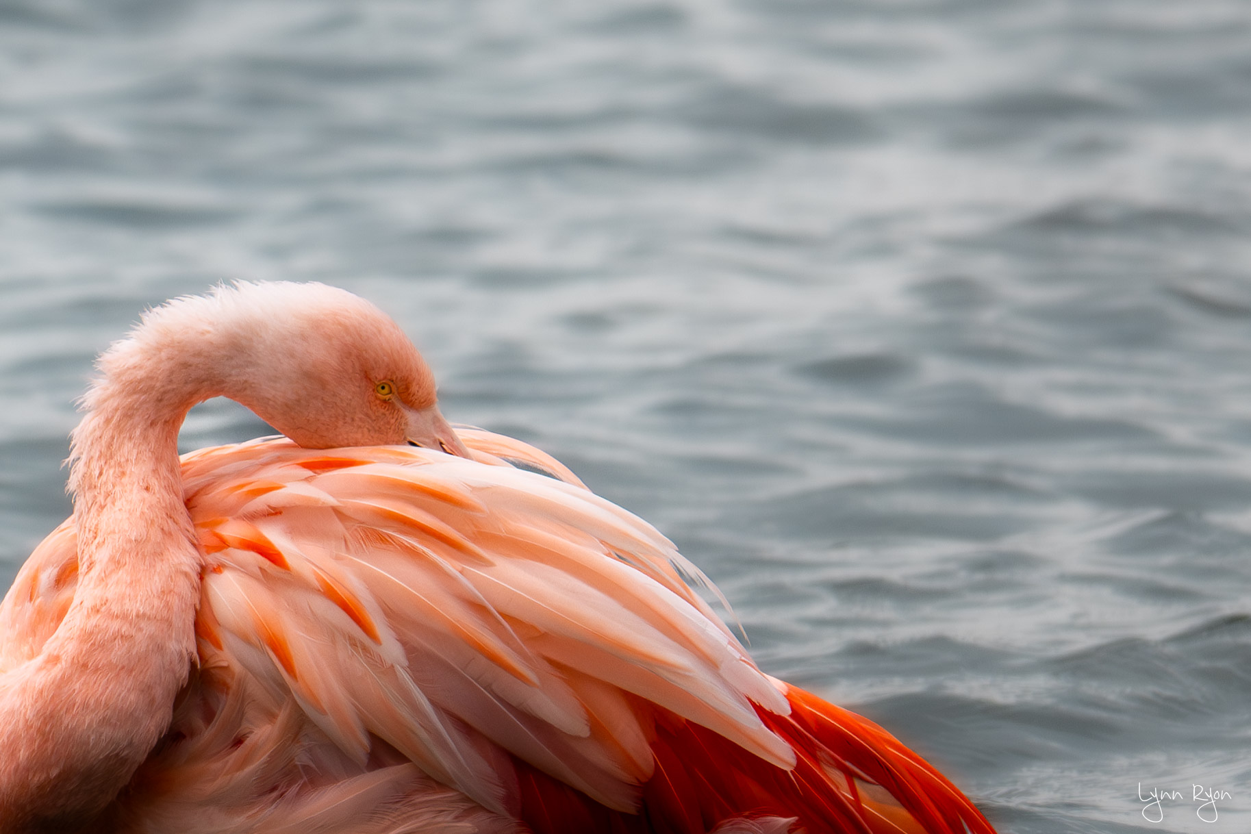 TL8 6511 Enhanced NR