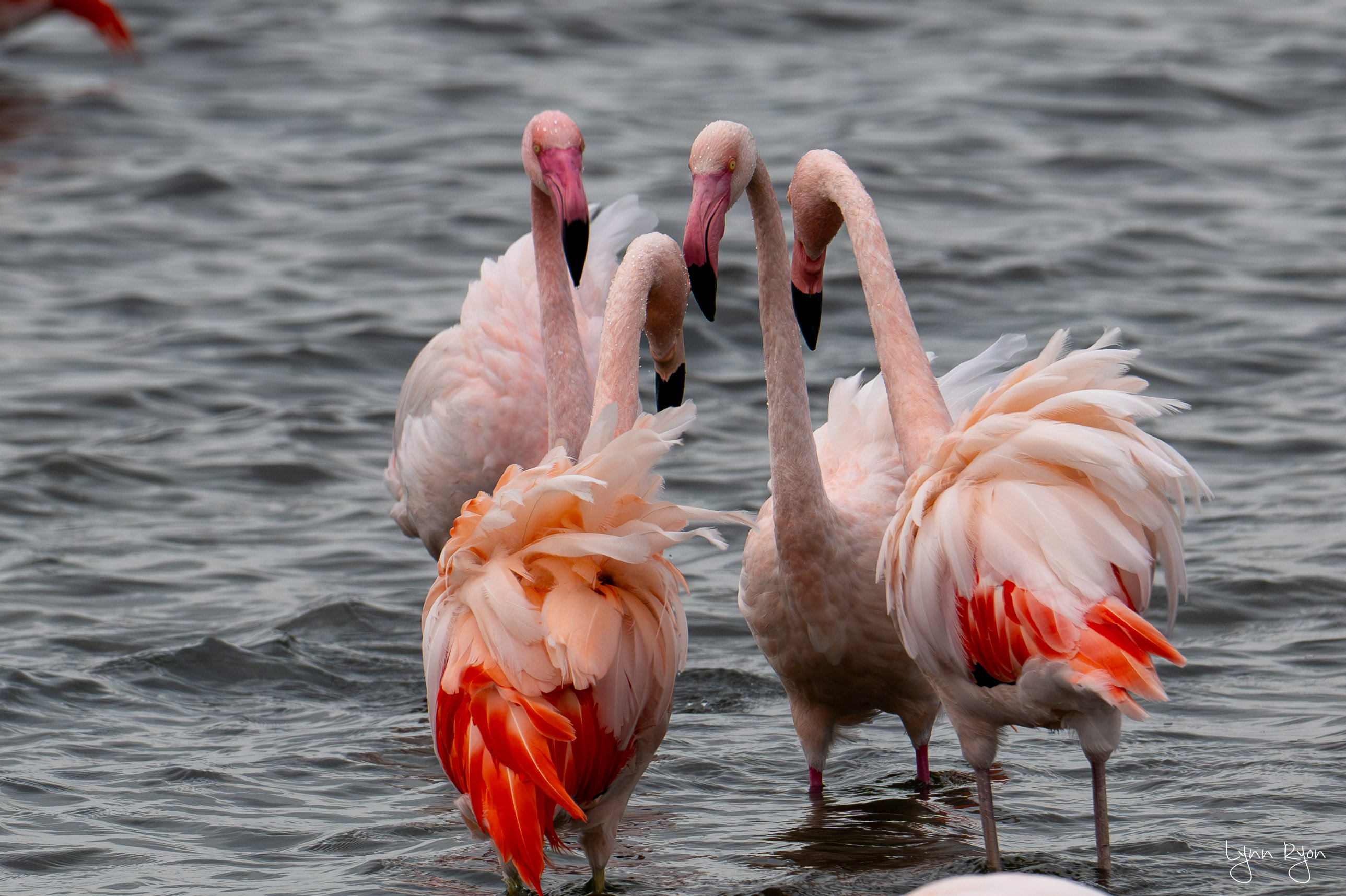 TL8 6543 Enhanced NR