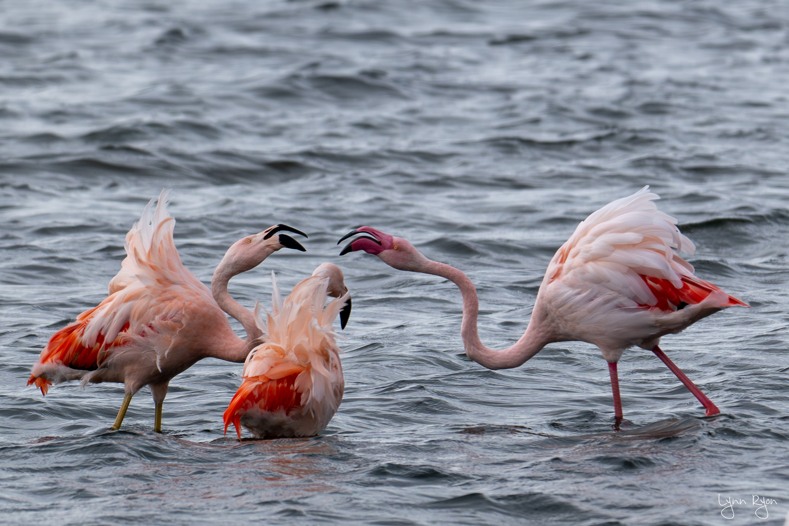 TL8 6697 Enhanced NR