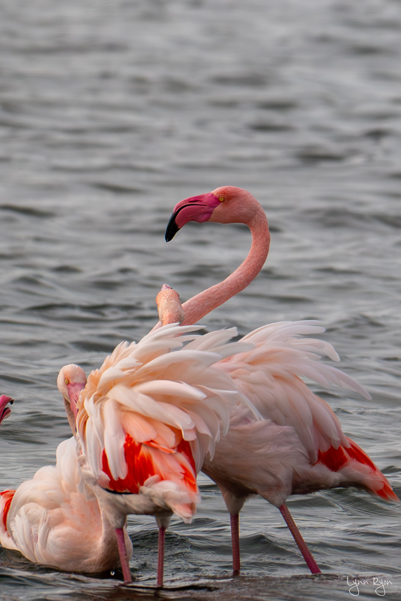 TL8 6710 Enhanced NR