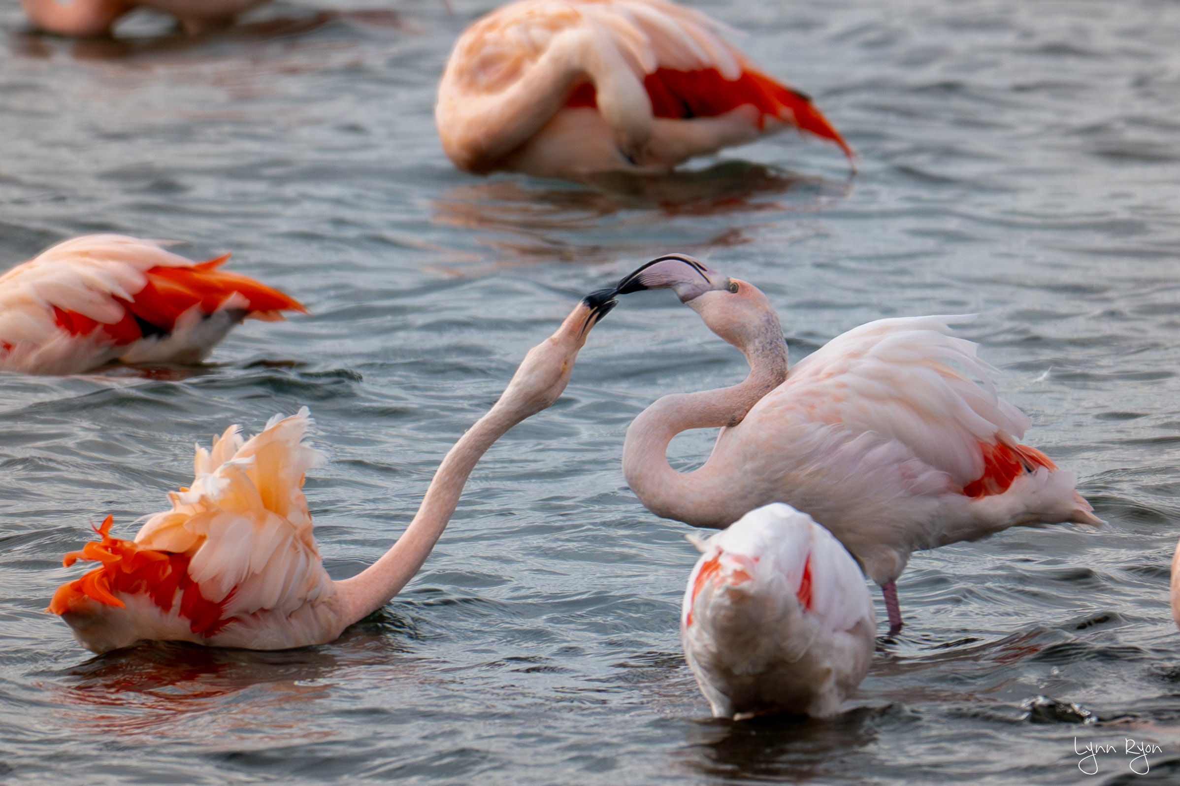 TL8 6745 Enhanced NR