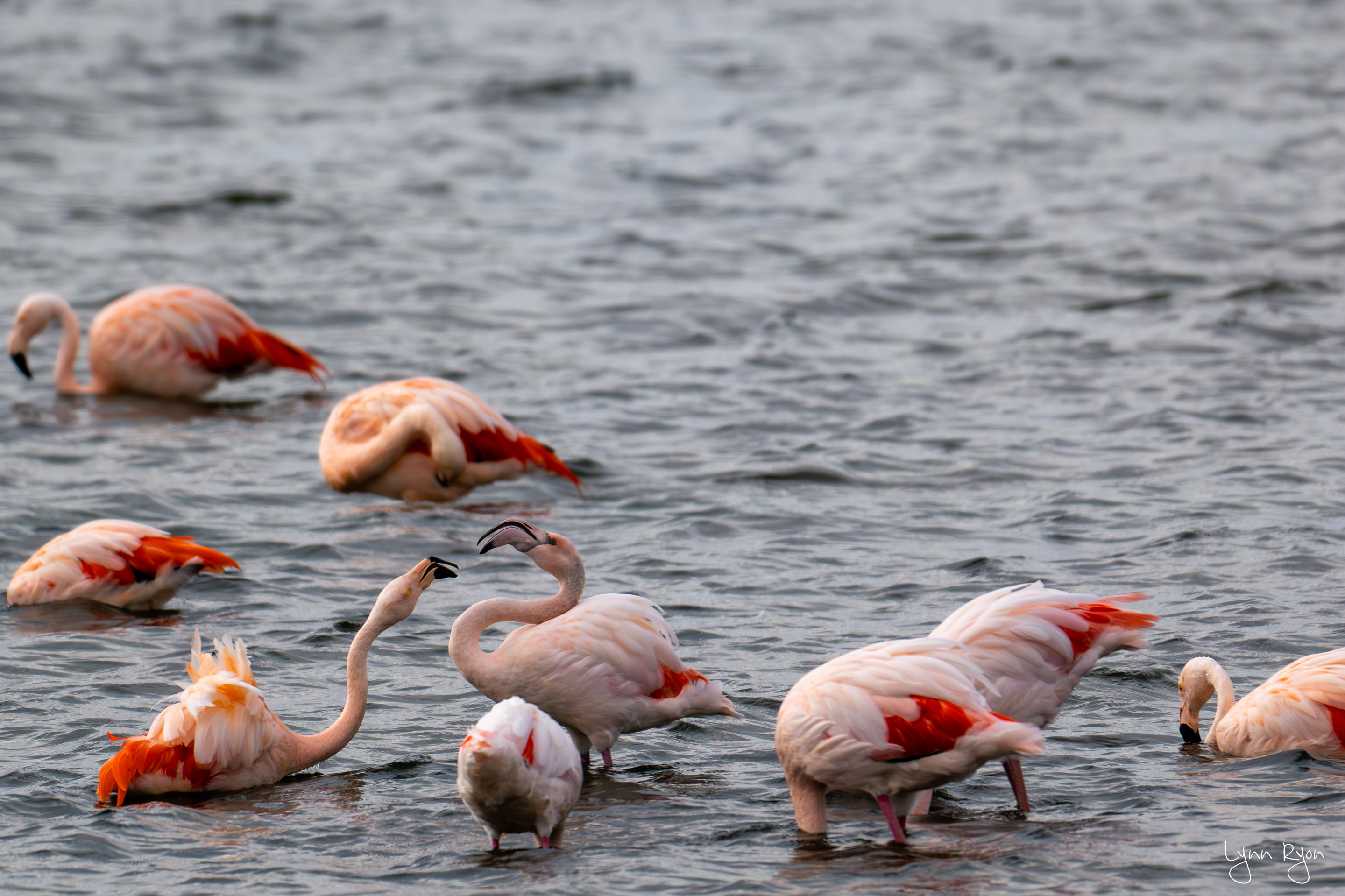 TL8 6746 Enhanced NR