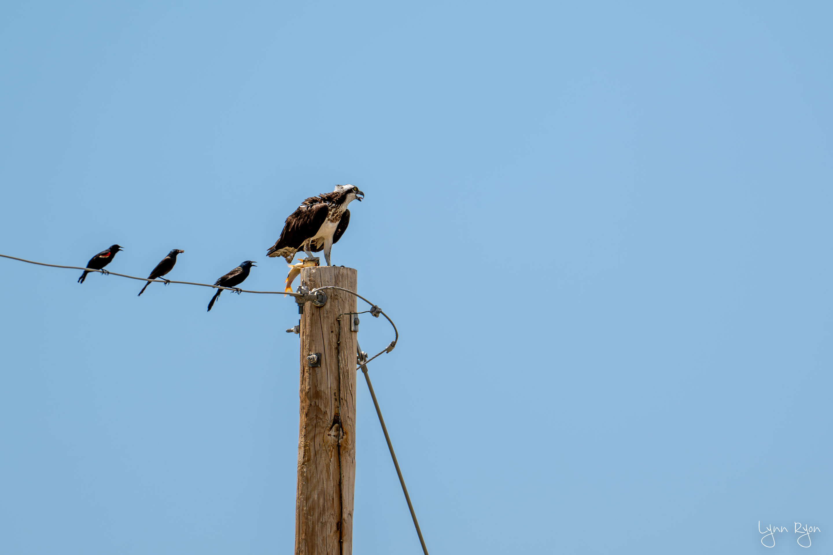 TL8 0827 Enhanced NR