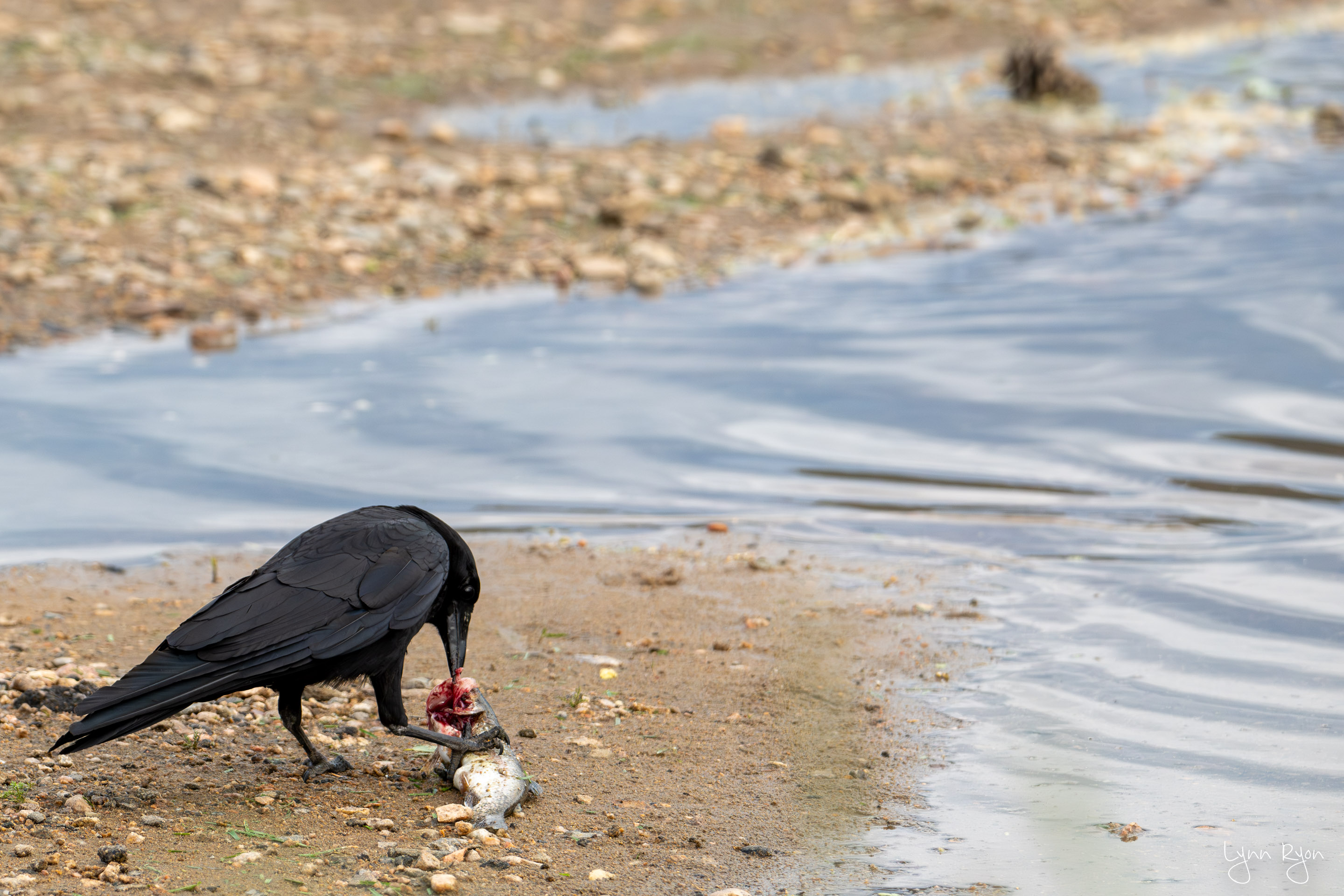 TL8 0954 Enhanced NR