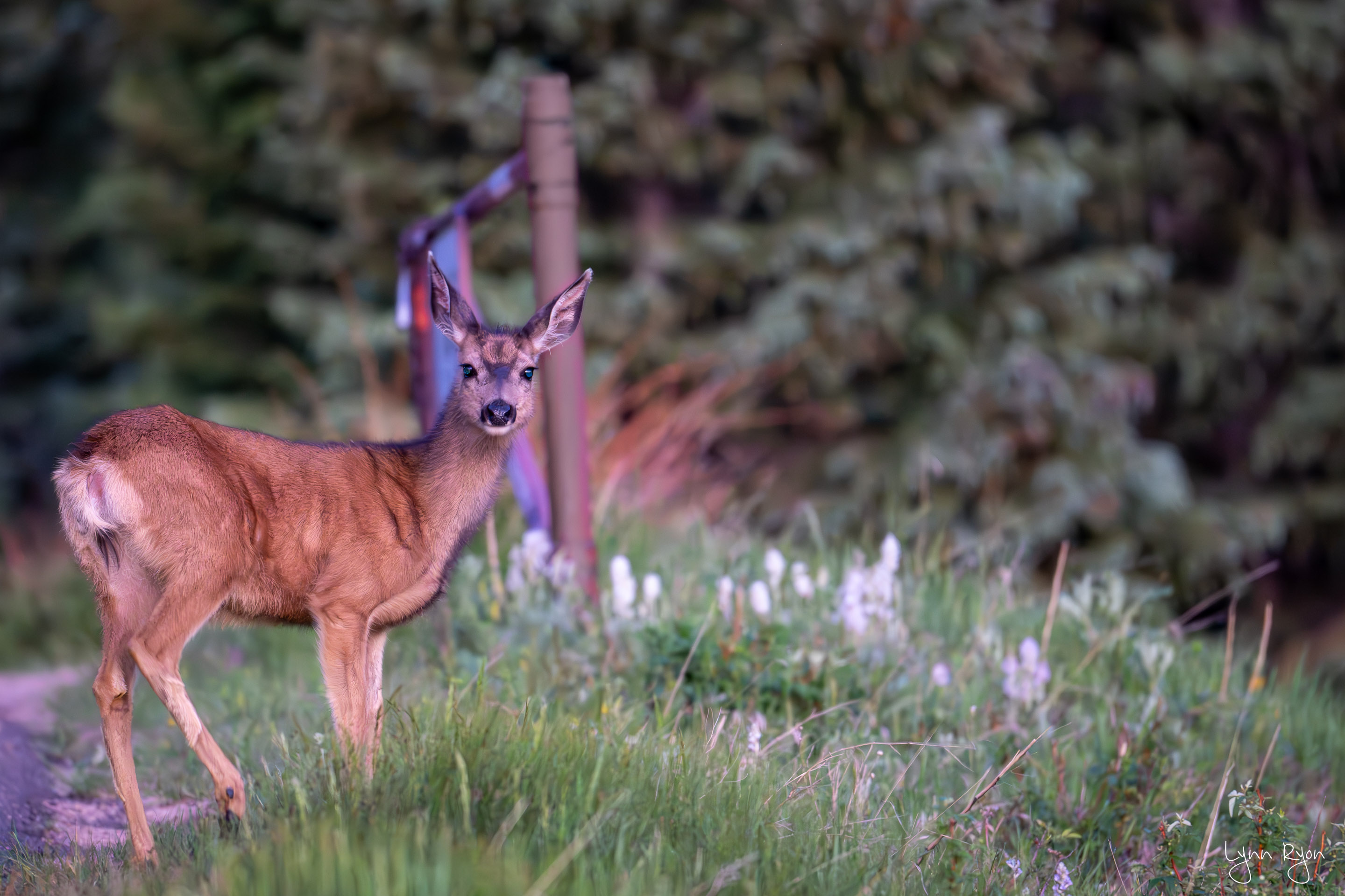 TL8 1077 Enhanced NR