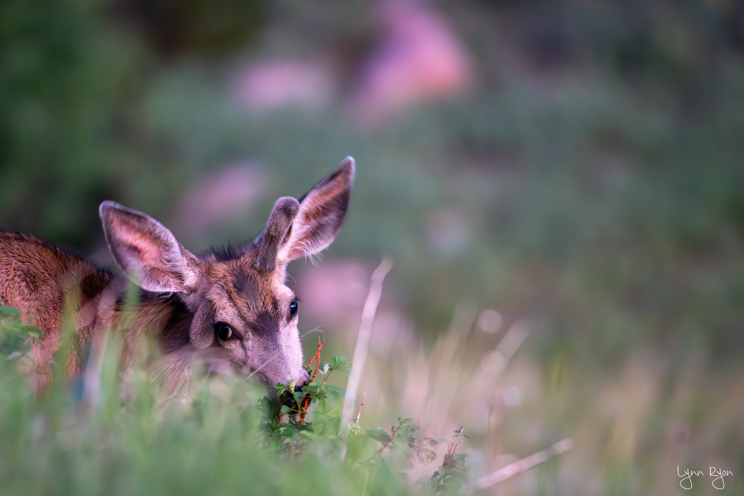 TL8 1100 Enhanced NR