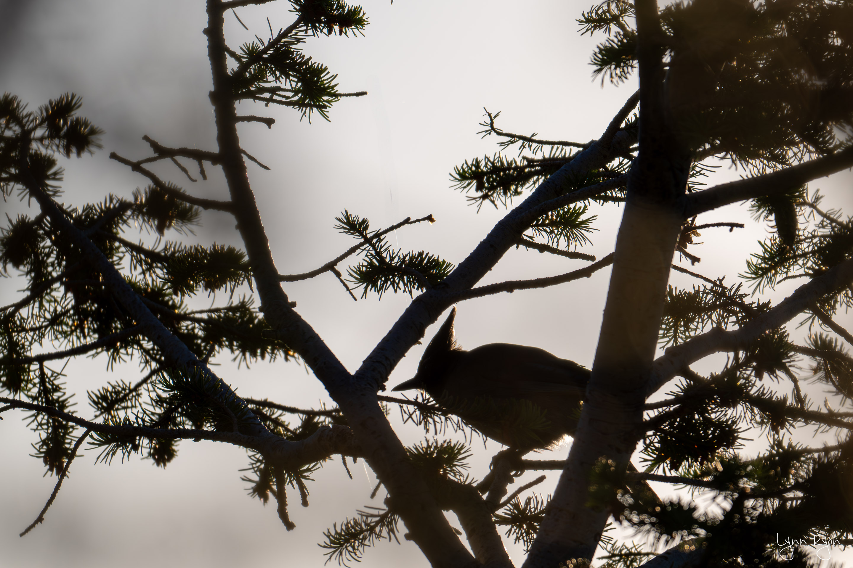 TL8 1235 Enhanced NR