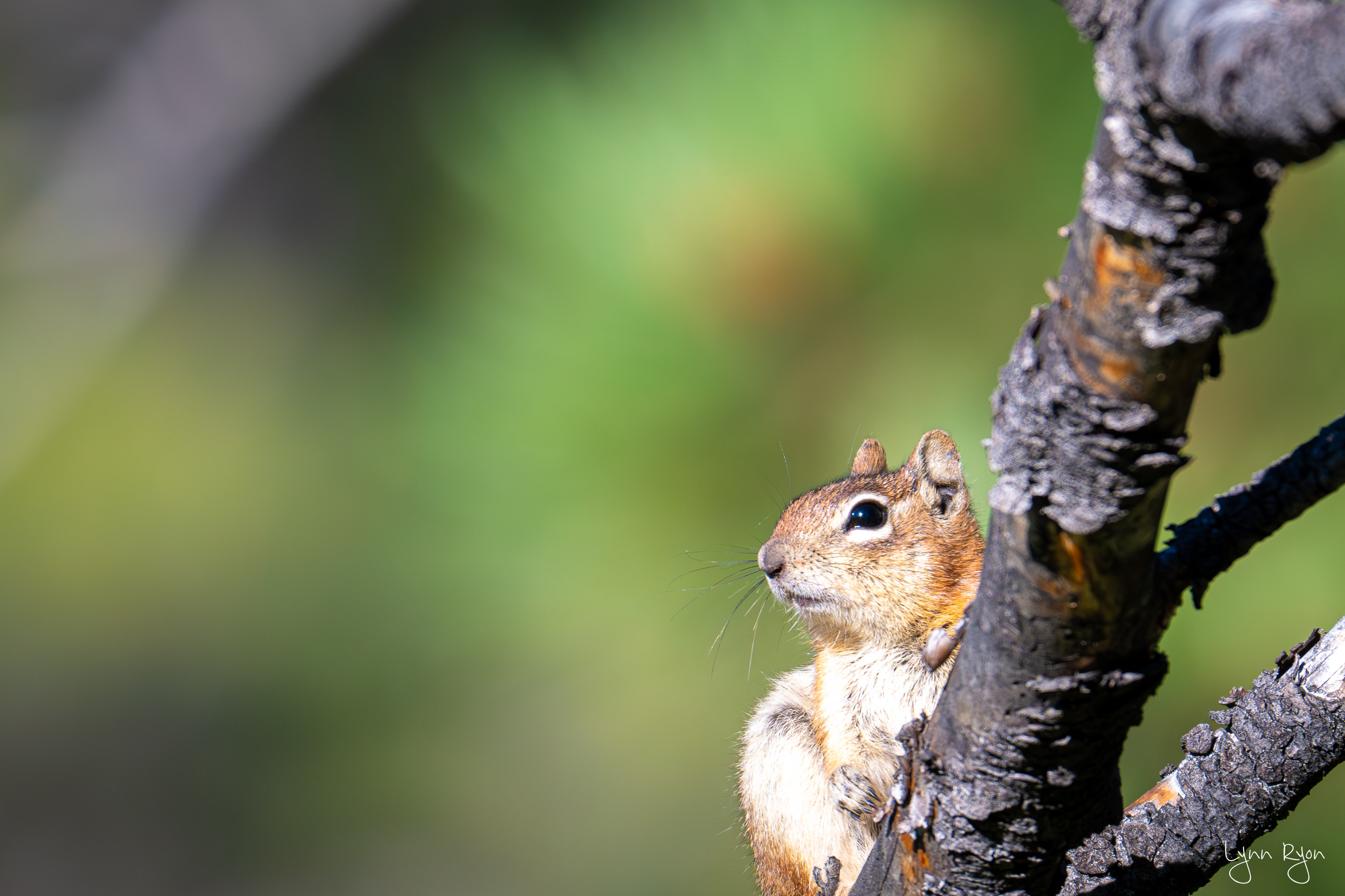 TL8 1337 Enhanced NR