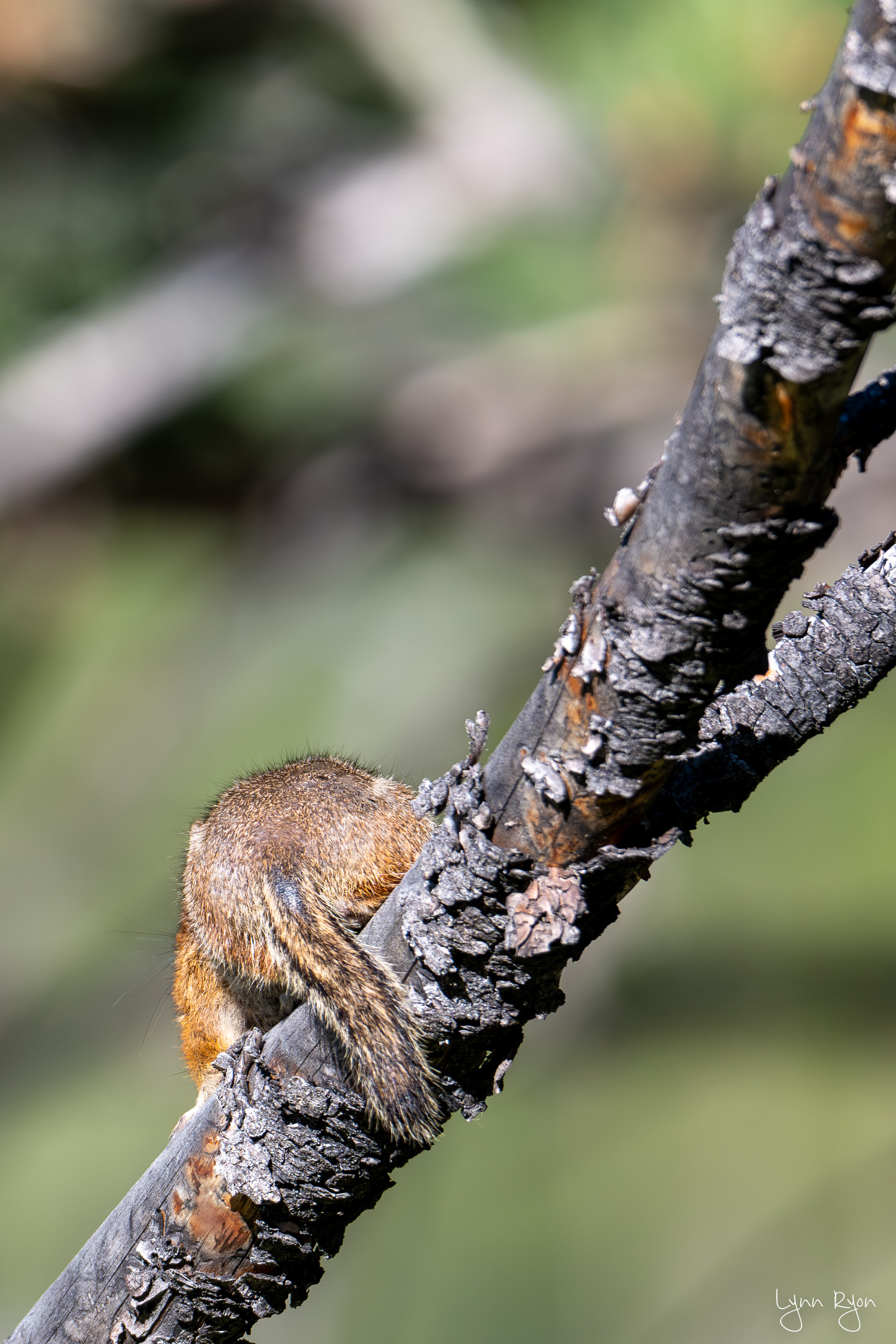 TL8 1362 Enhanced NR